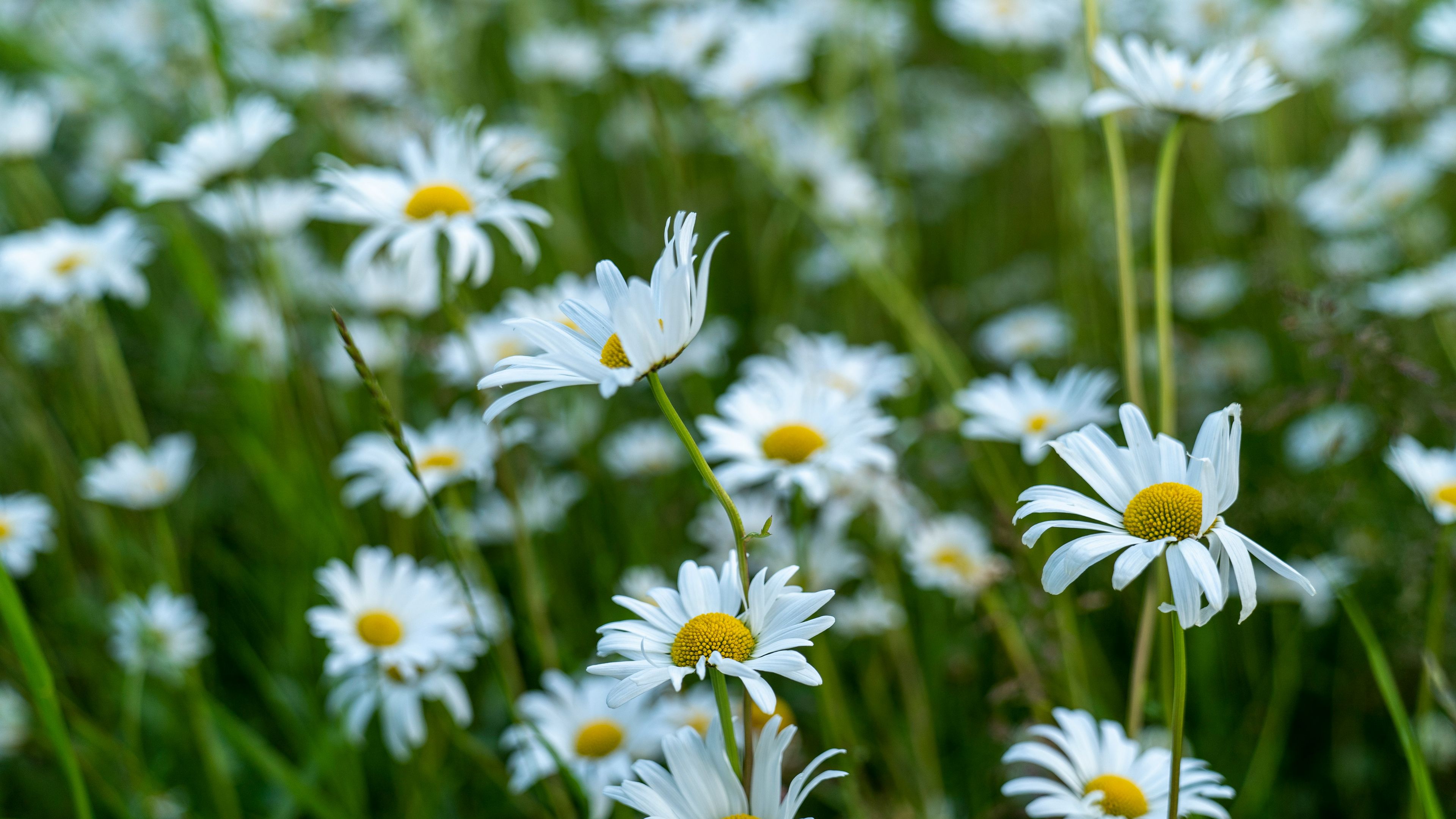 Image of Daisy