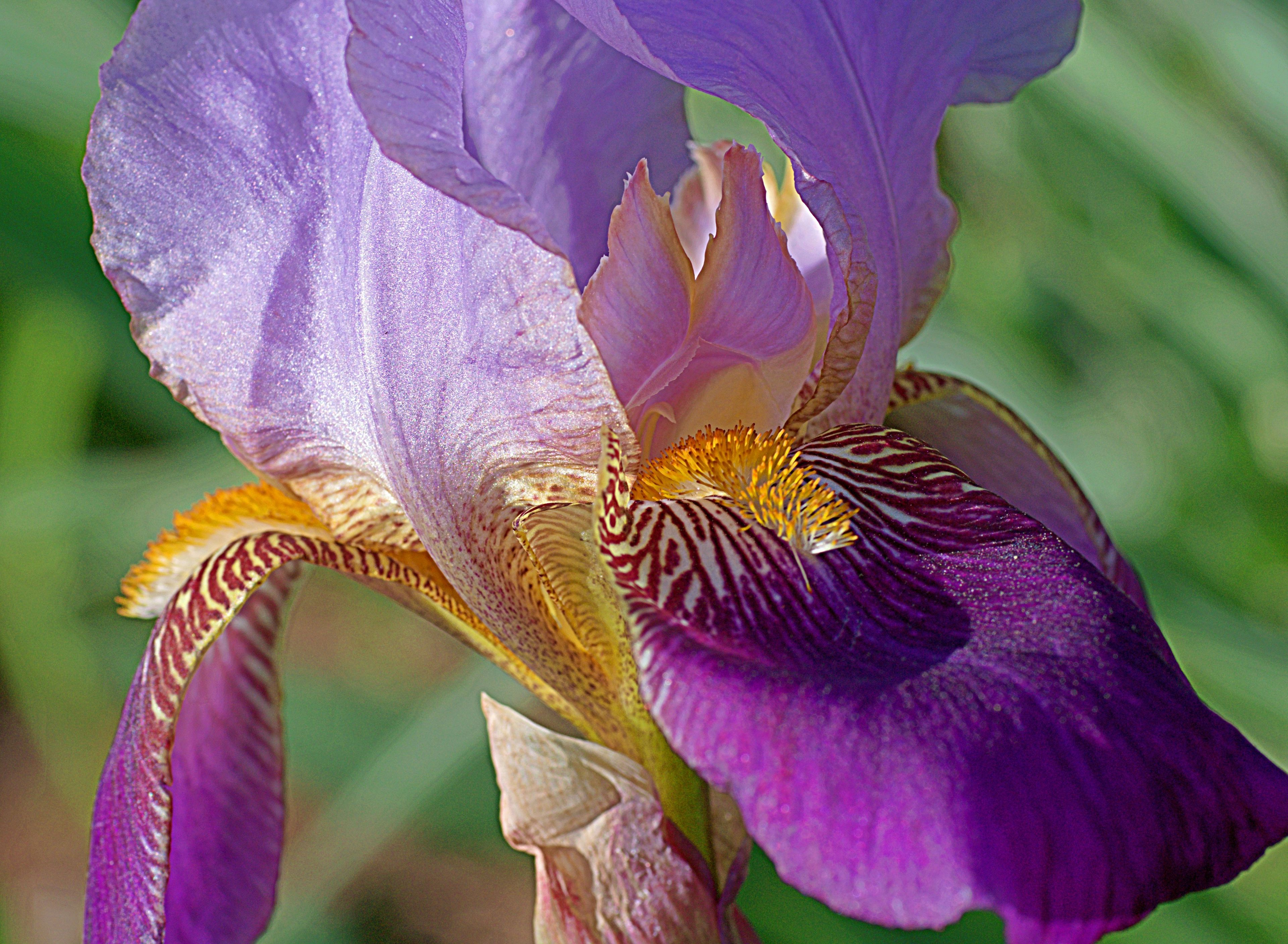 Image of Iris