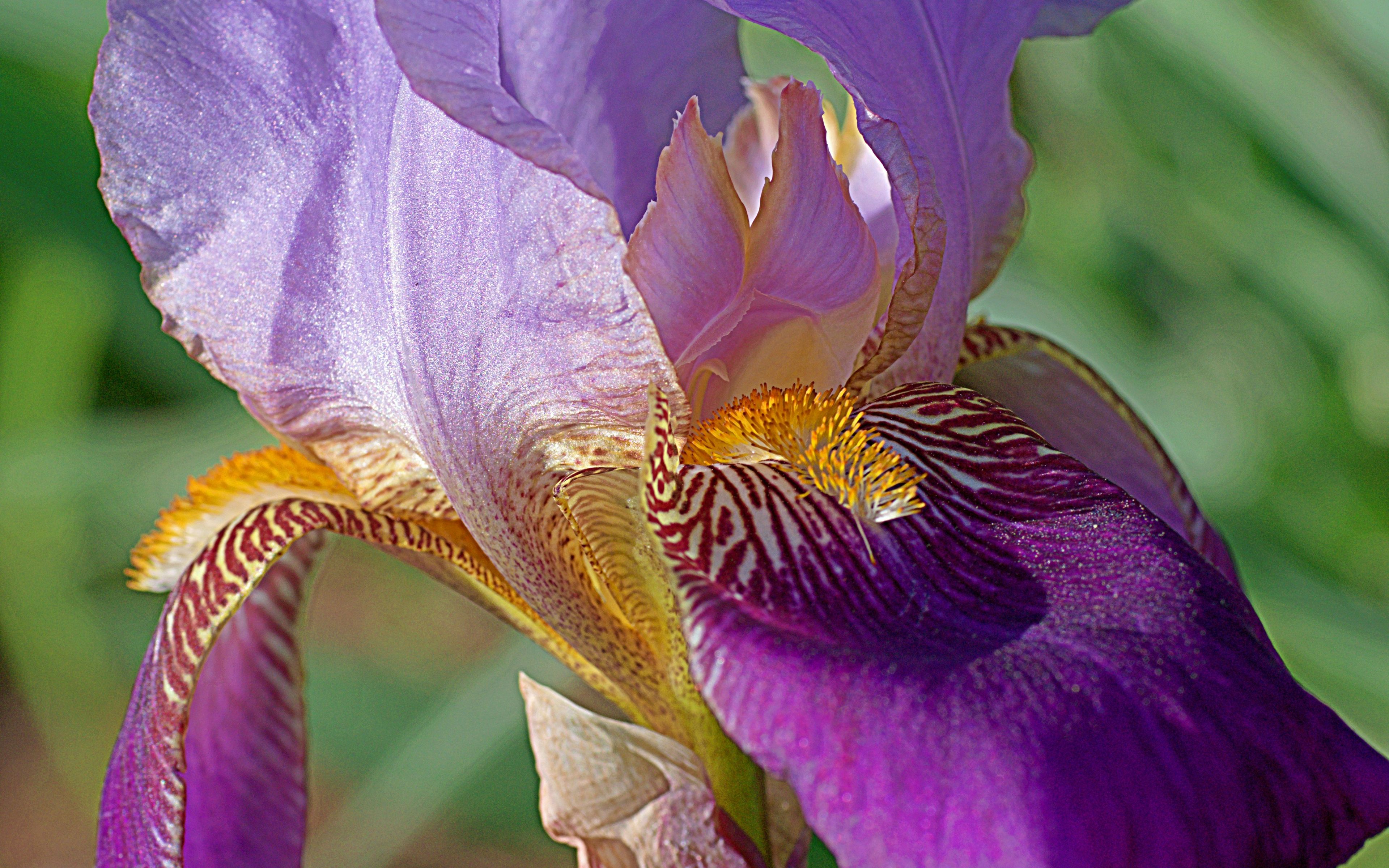 Iris