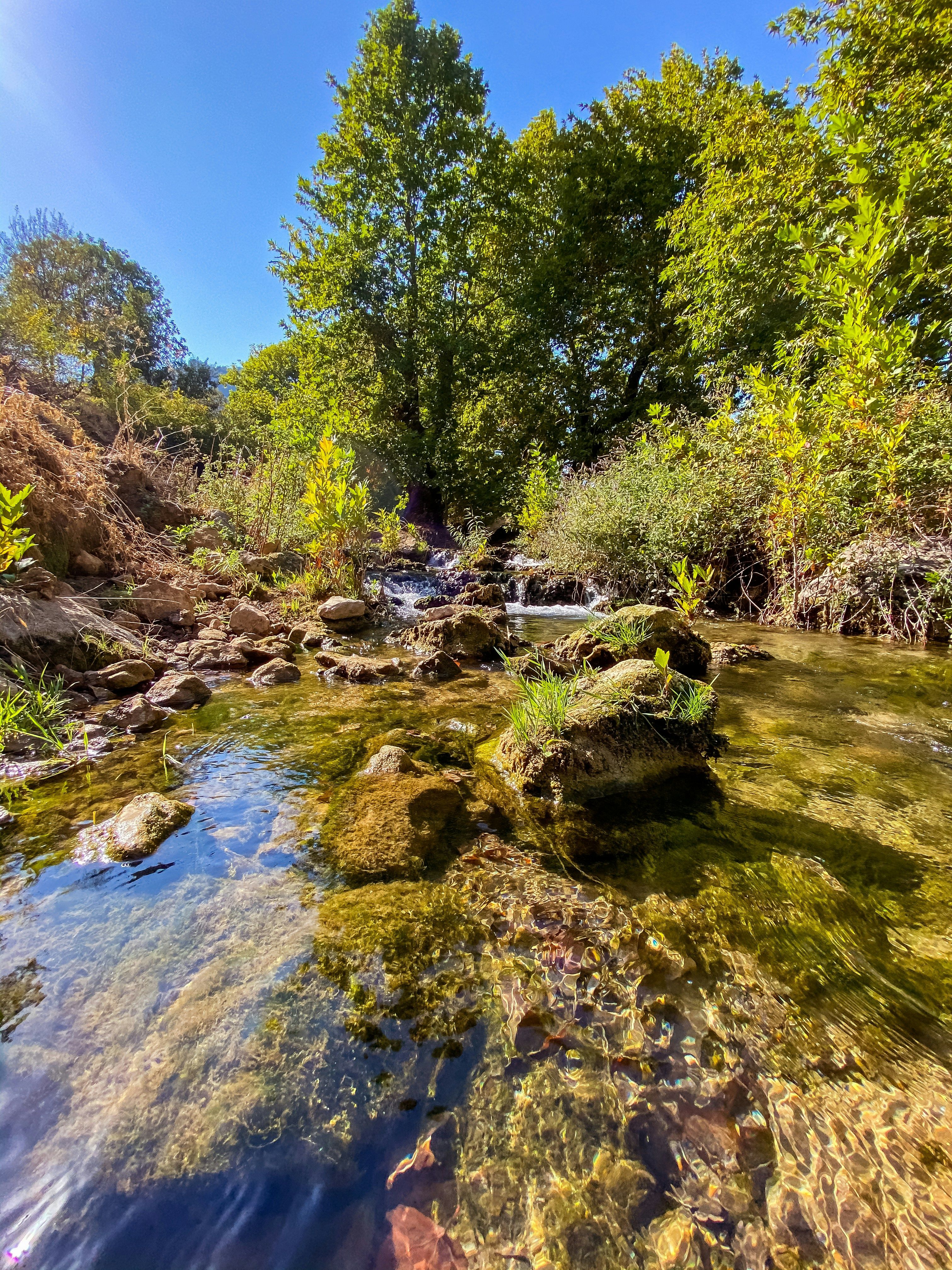 Image of Discovering the Aquatic Plants of Kurdistan