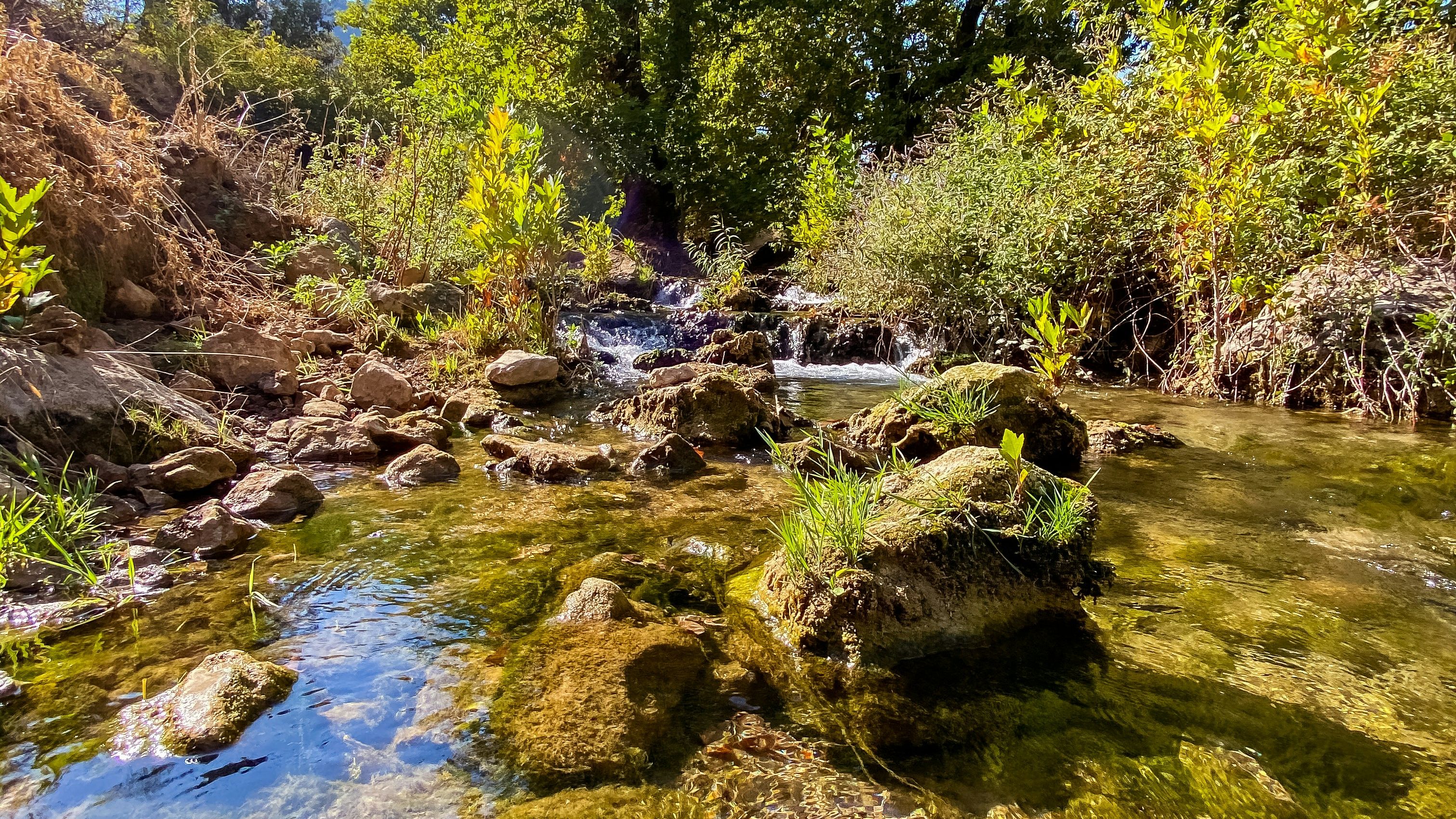 Image of Discovering the Aquatic Plants of Kurdistan