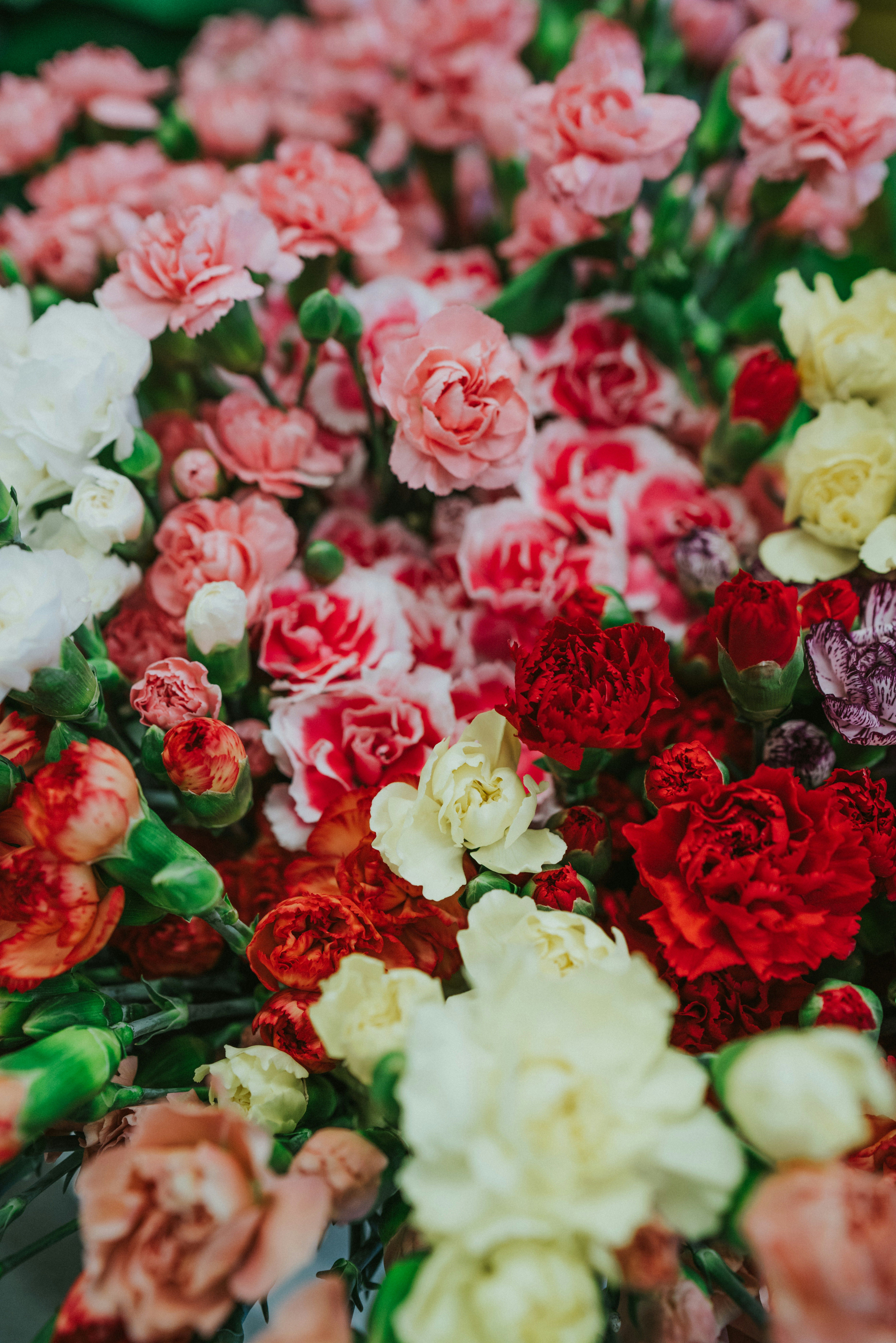 Image of Carnation
