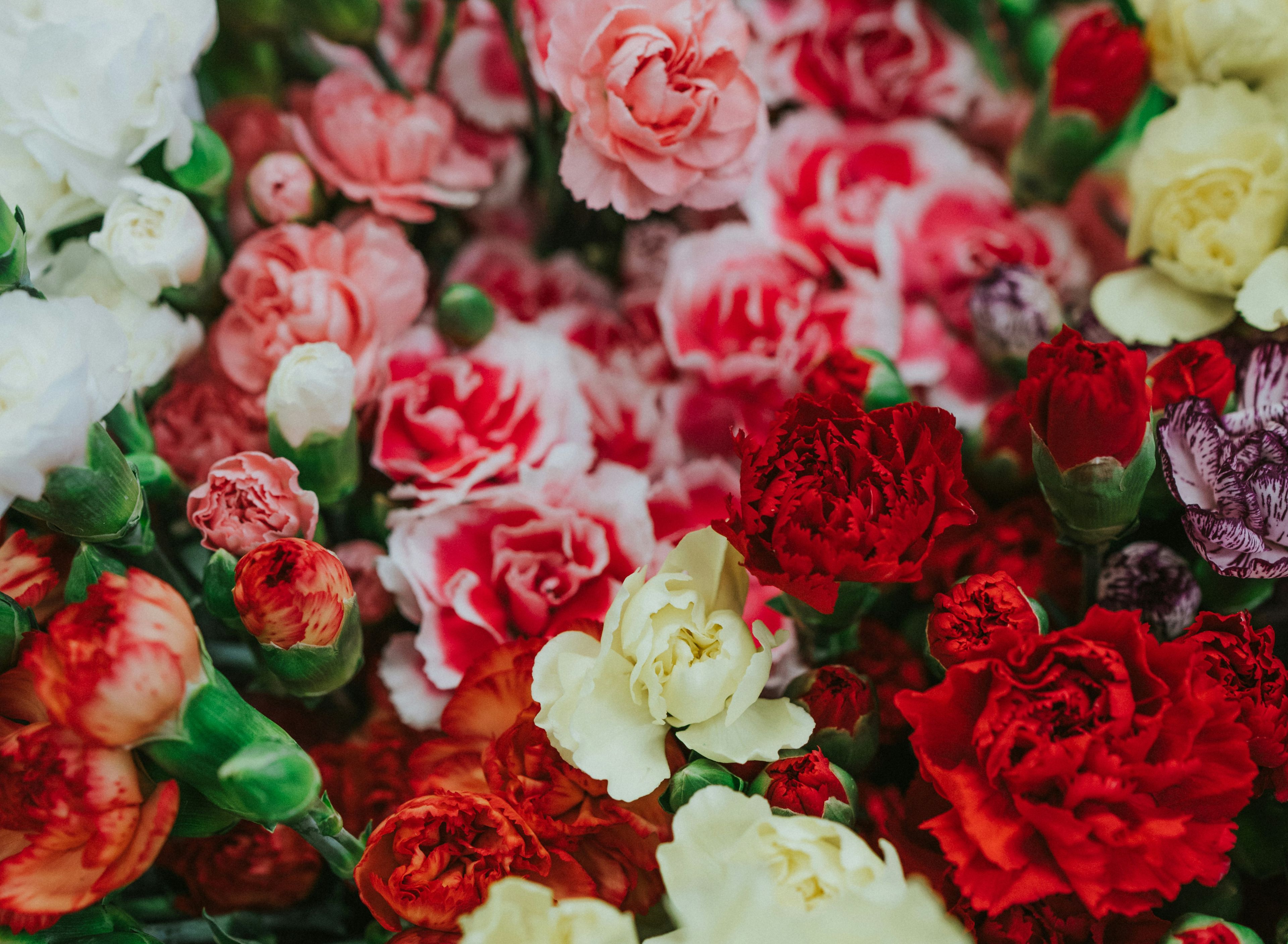 Image of Carnation