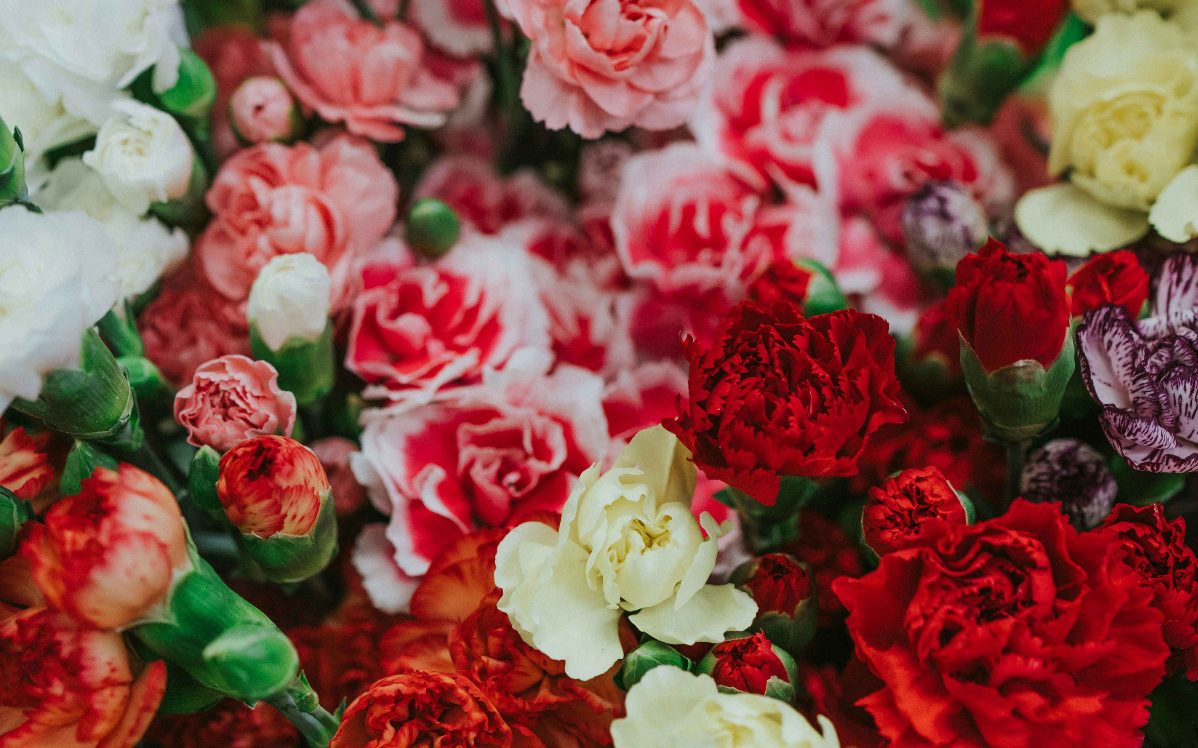 Carnation