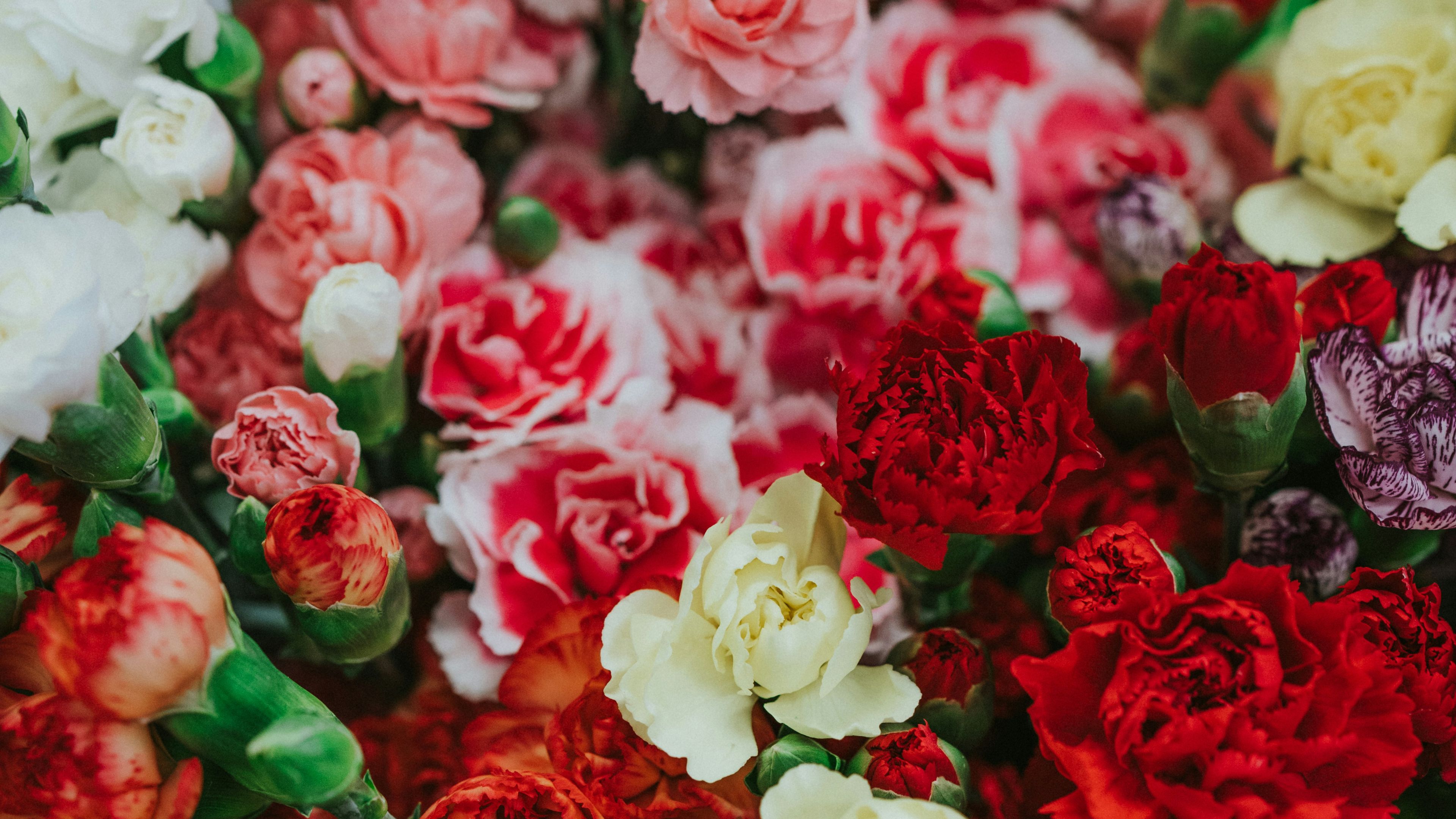 Image of Carnation