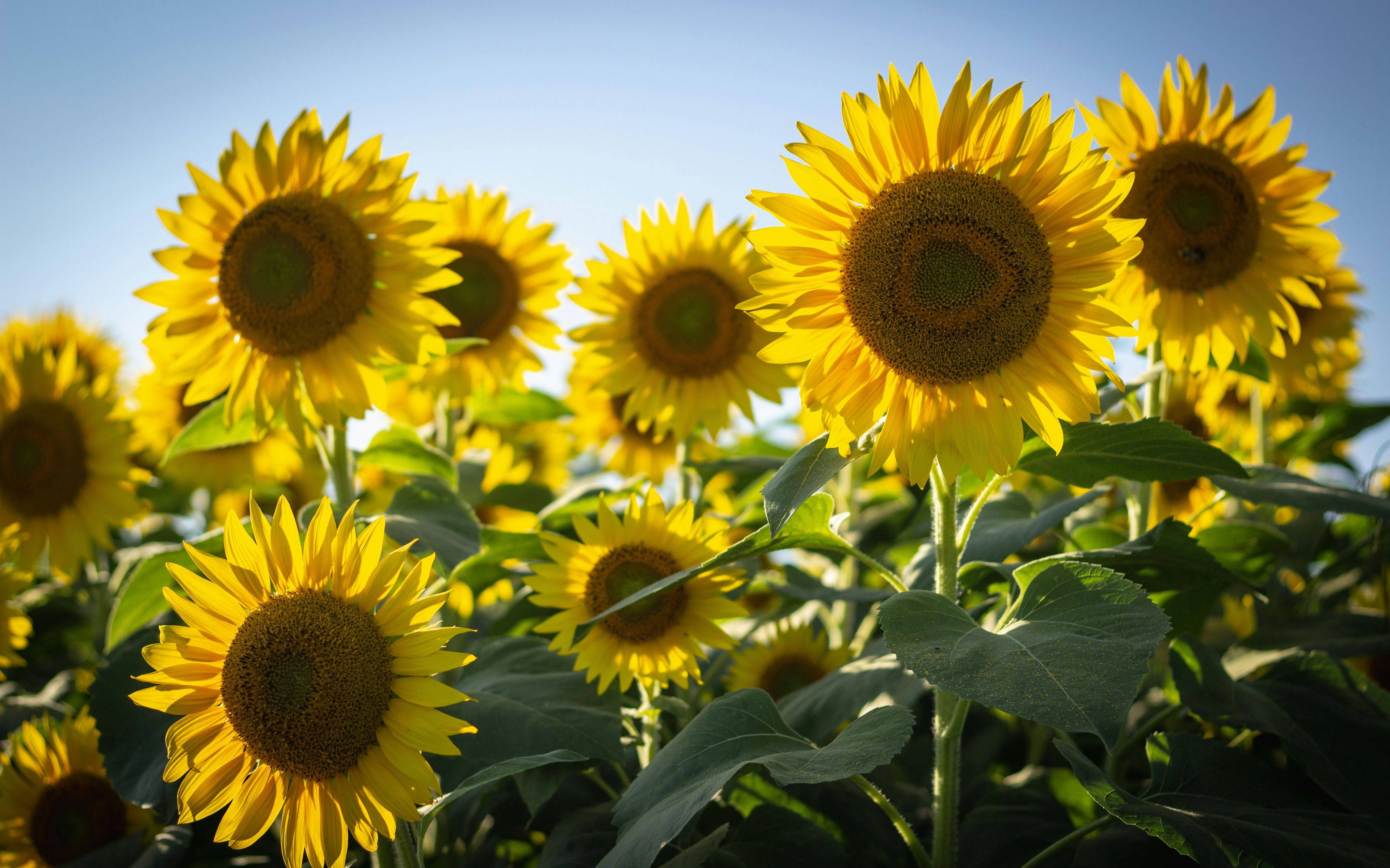 Sunflower