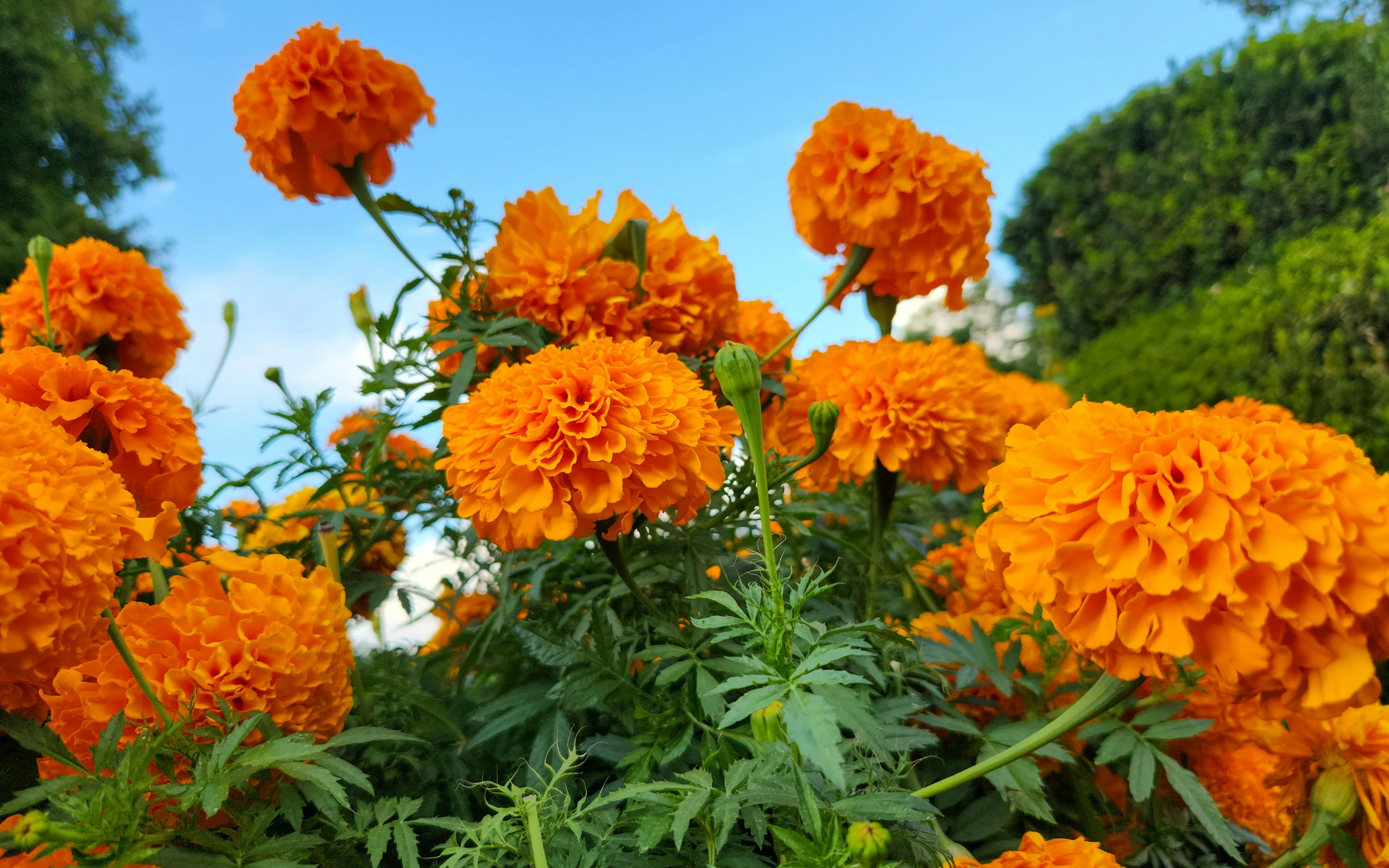 Marigold