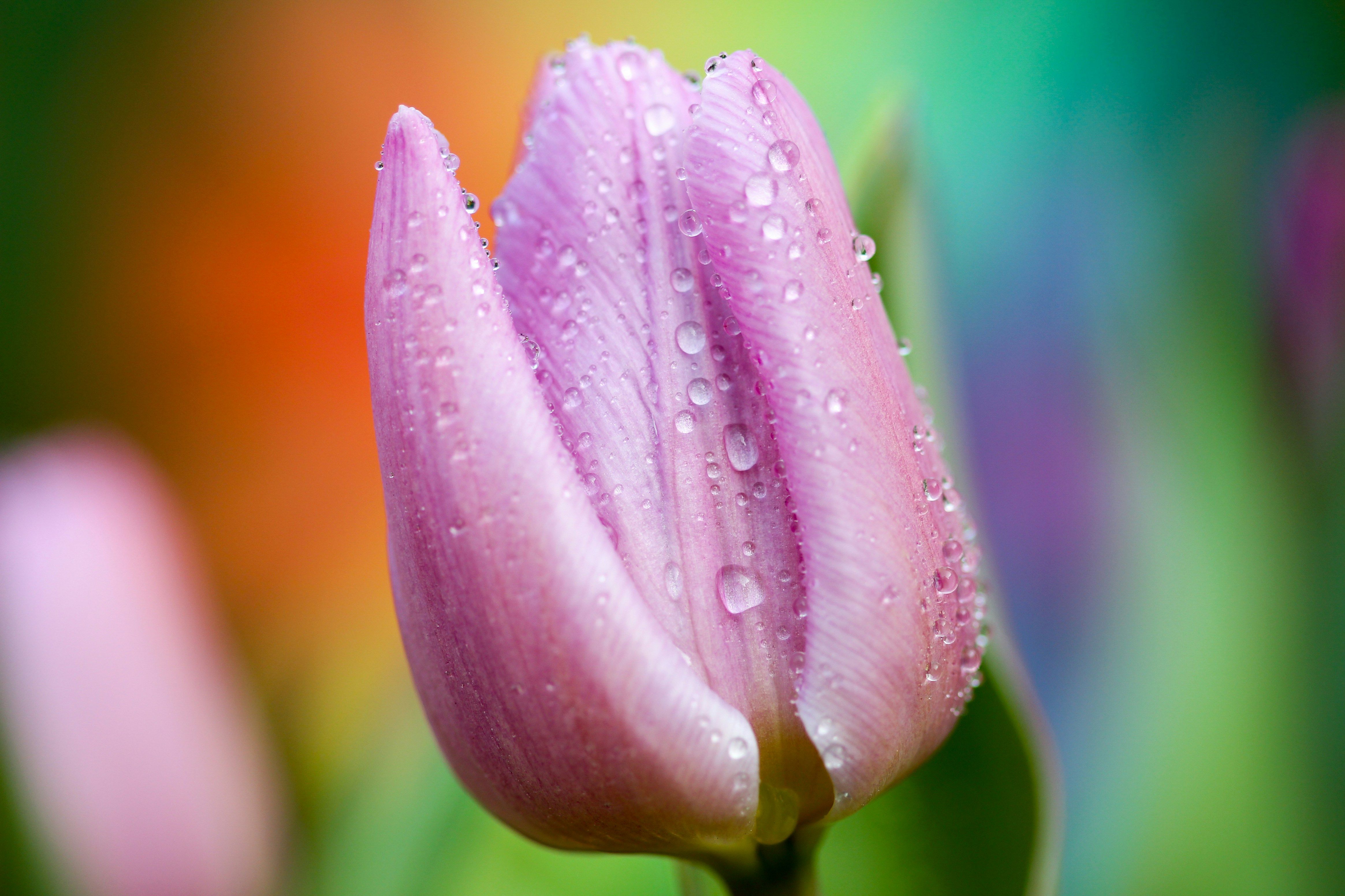 Tulip