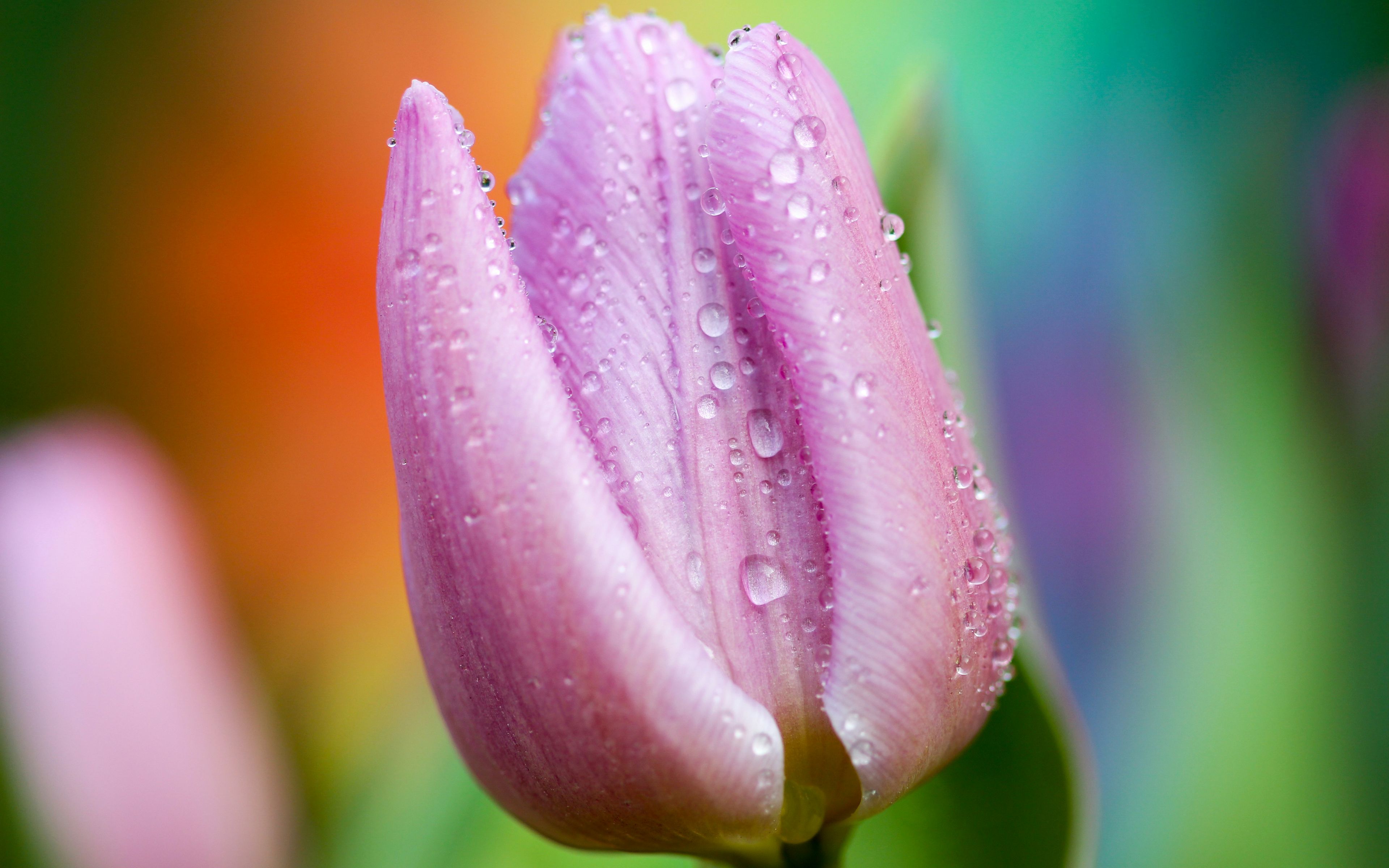 Tulip