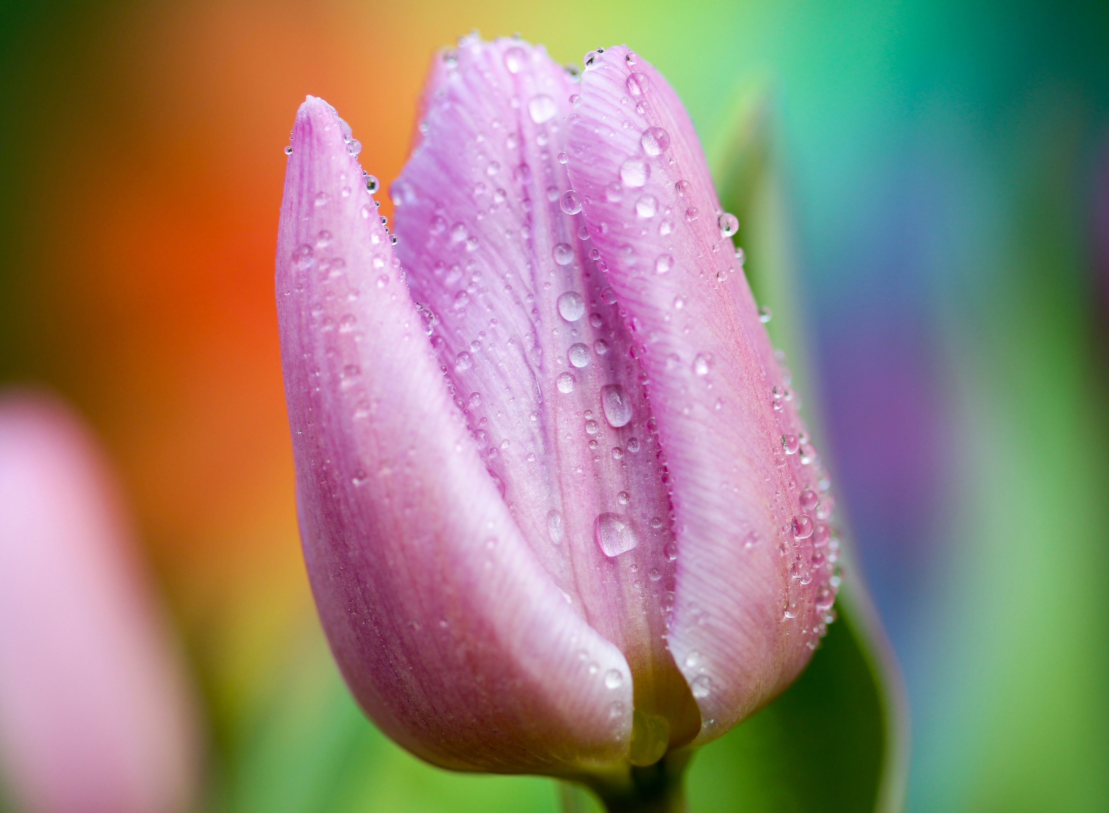Image of Tulip