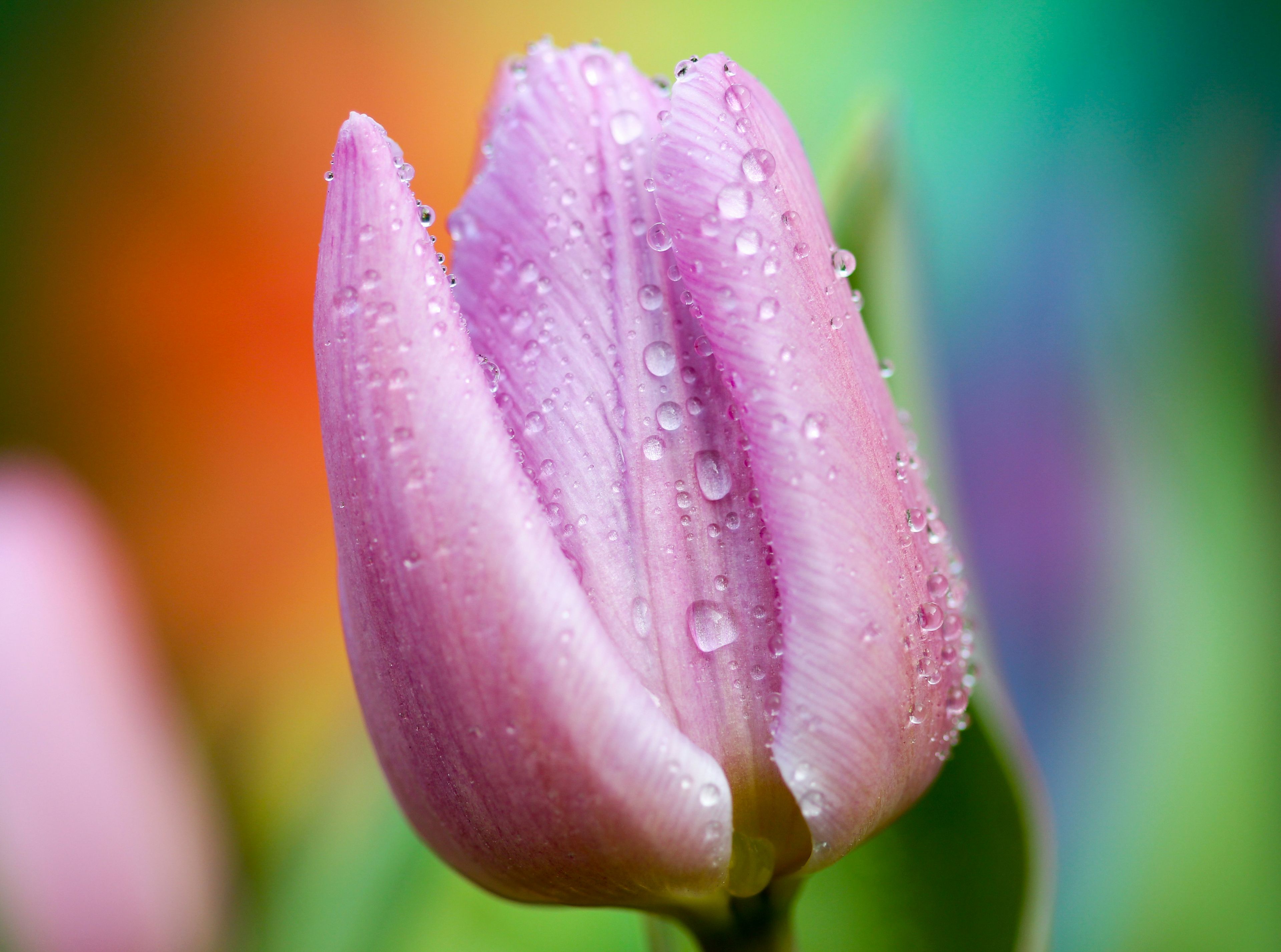 Tulip