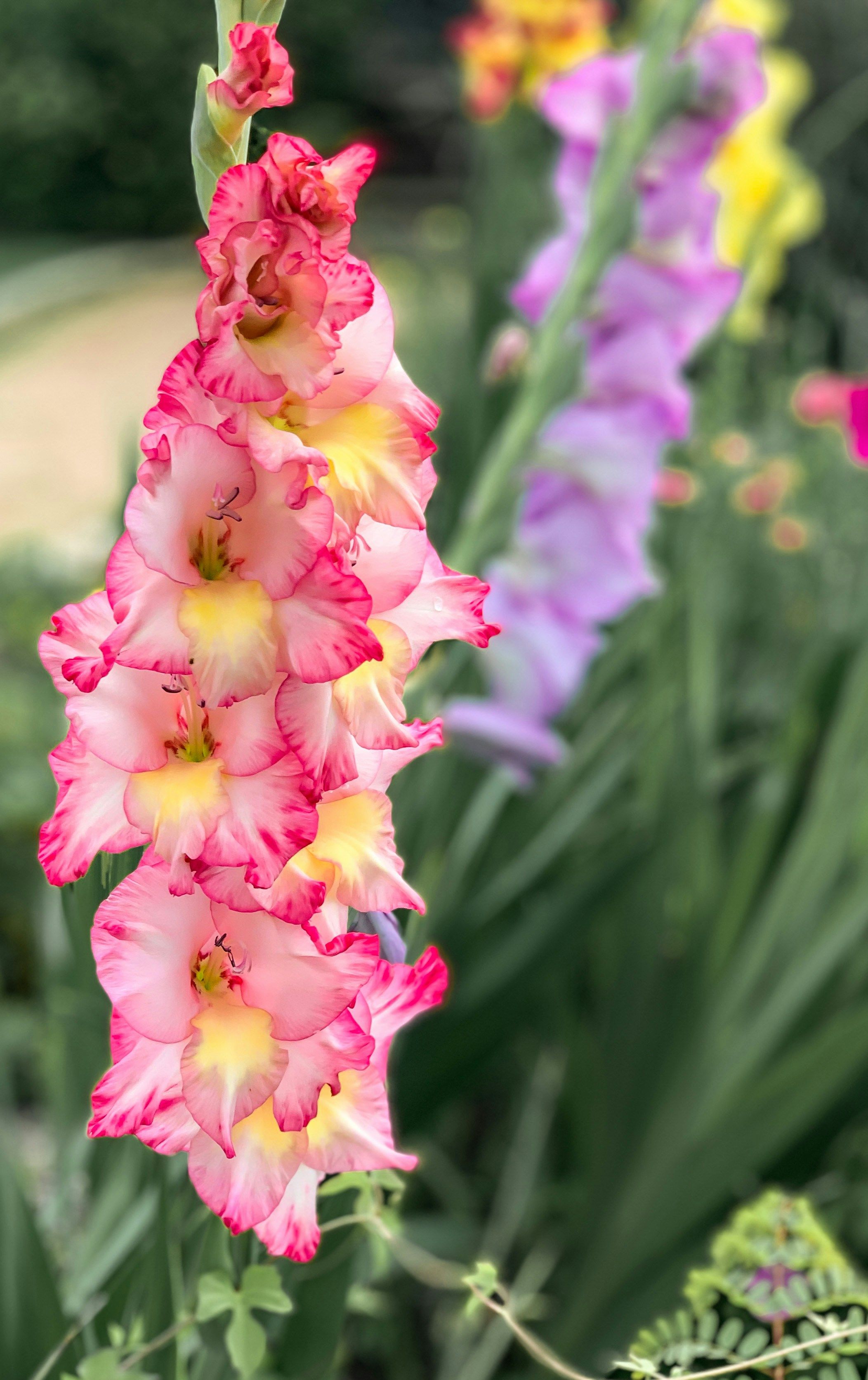 Image of Gladiolus
