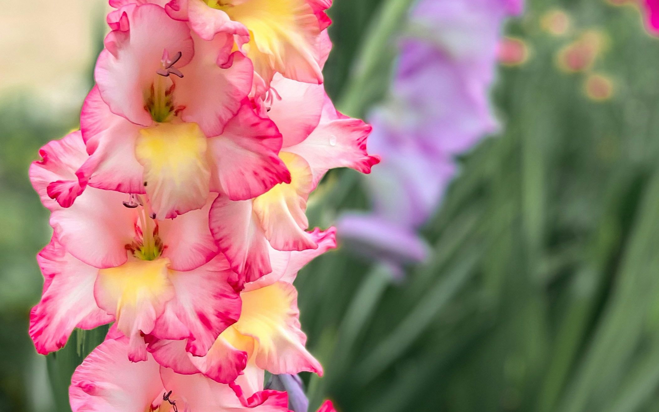Gladiolus