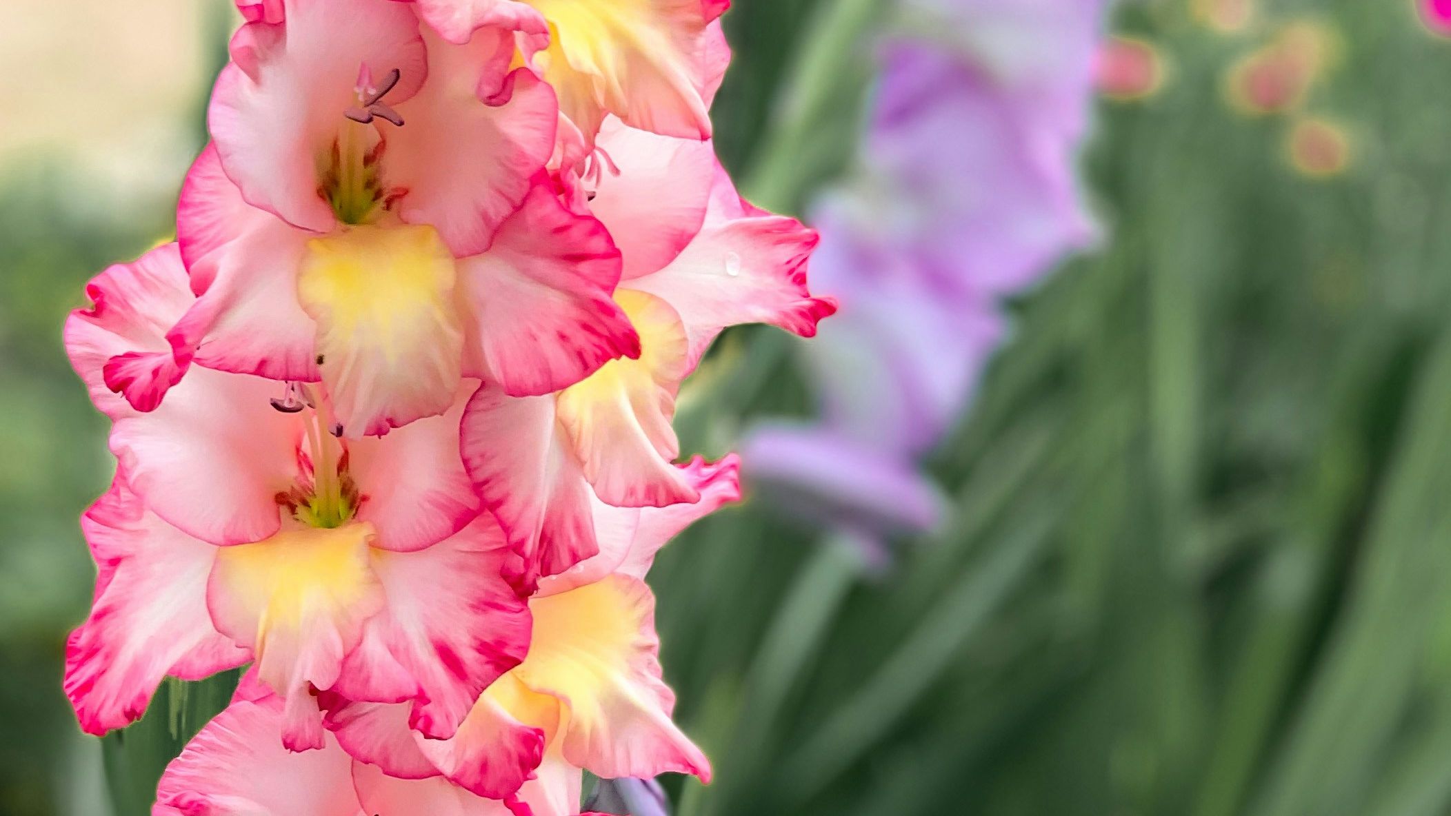 Image of Gladiolus