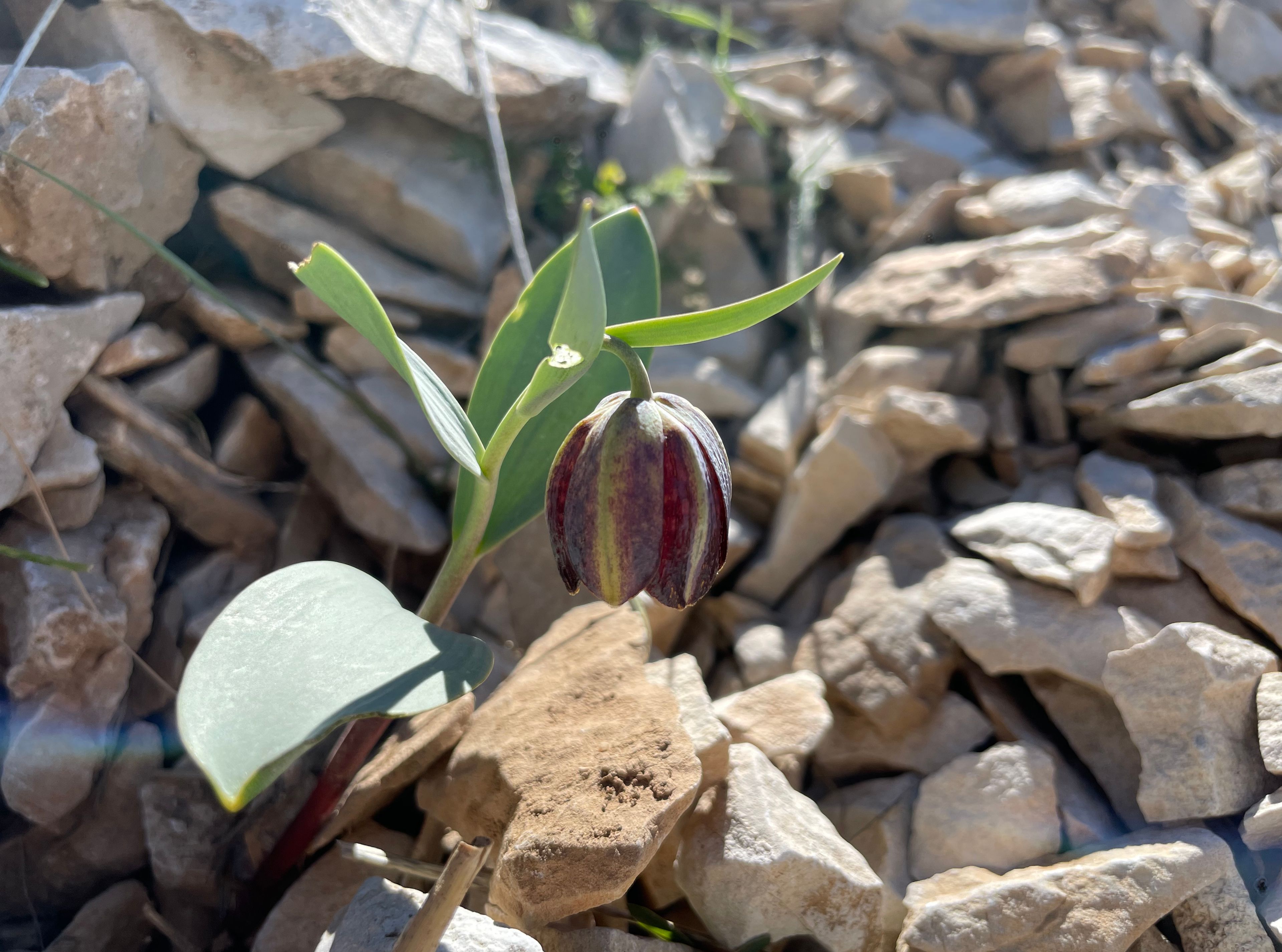 Kurdish fritillary