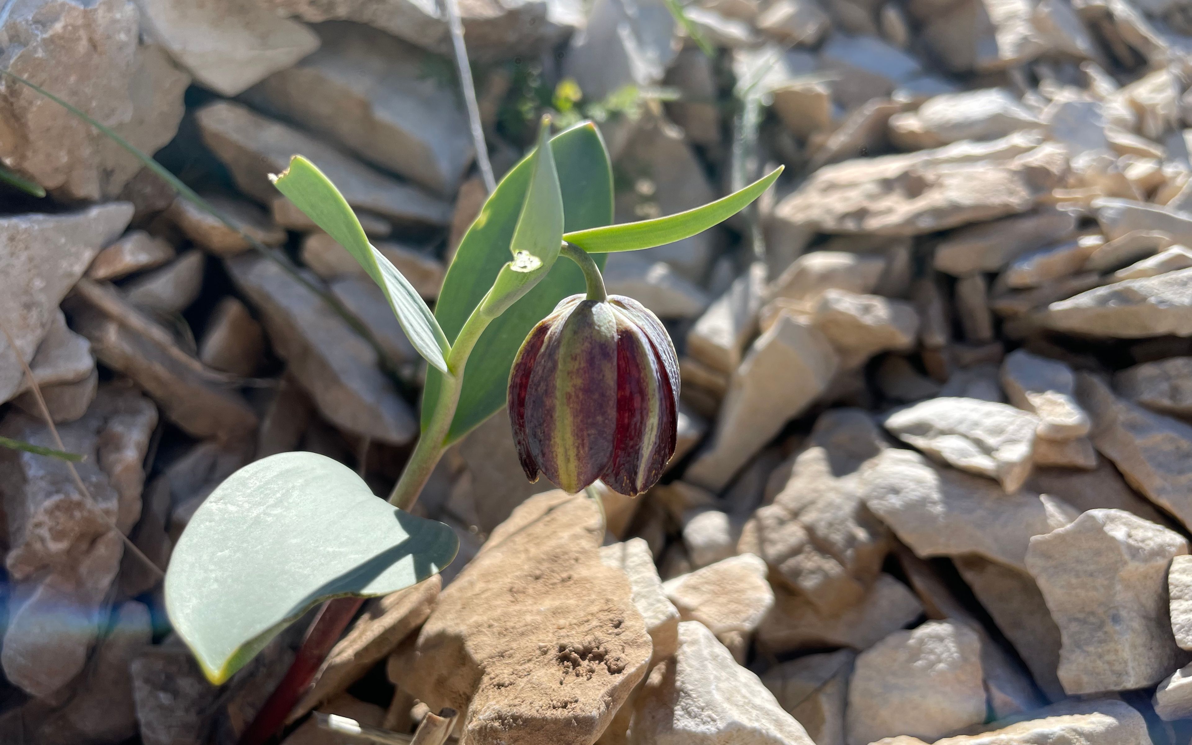 Kurdish fritillary