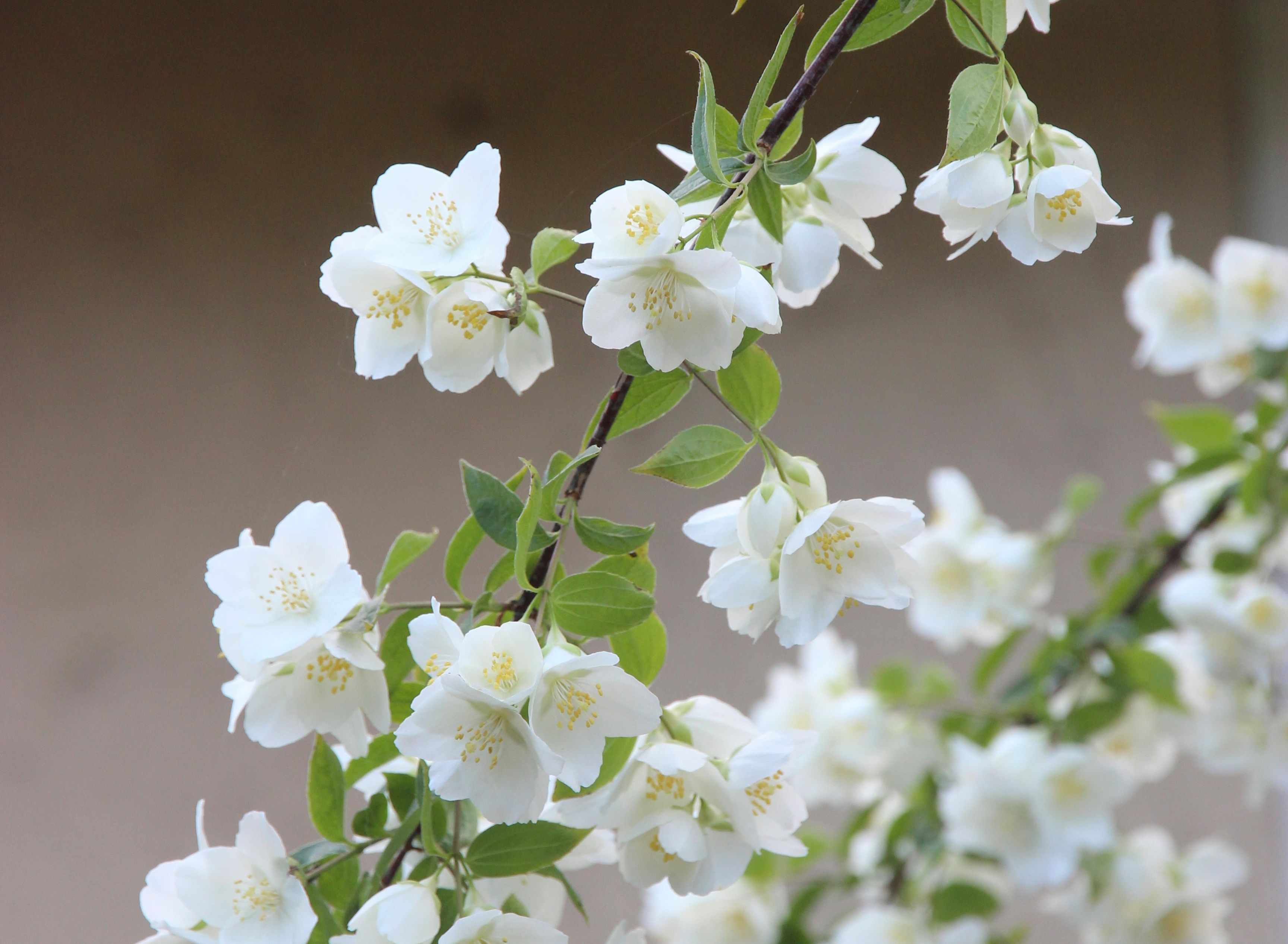 Image of Jasmine