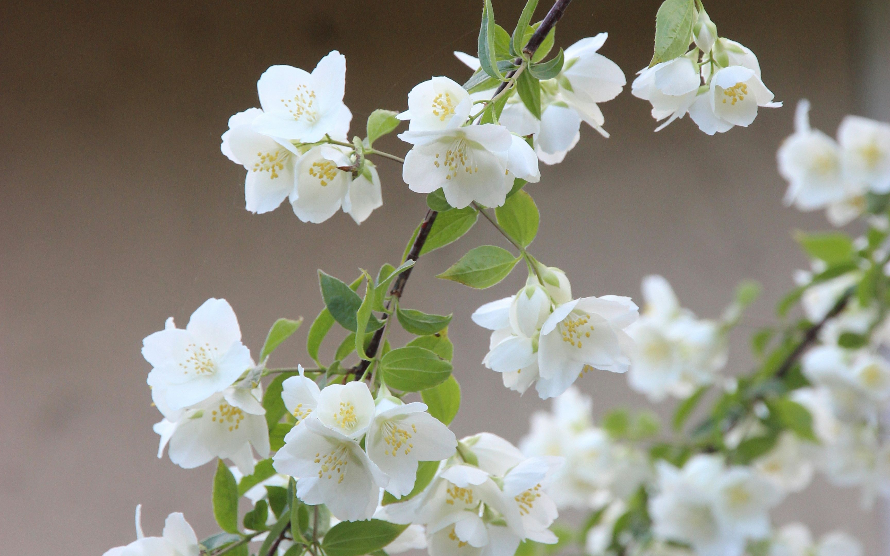 Jasmine