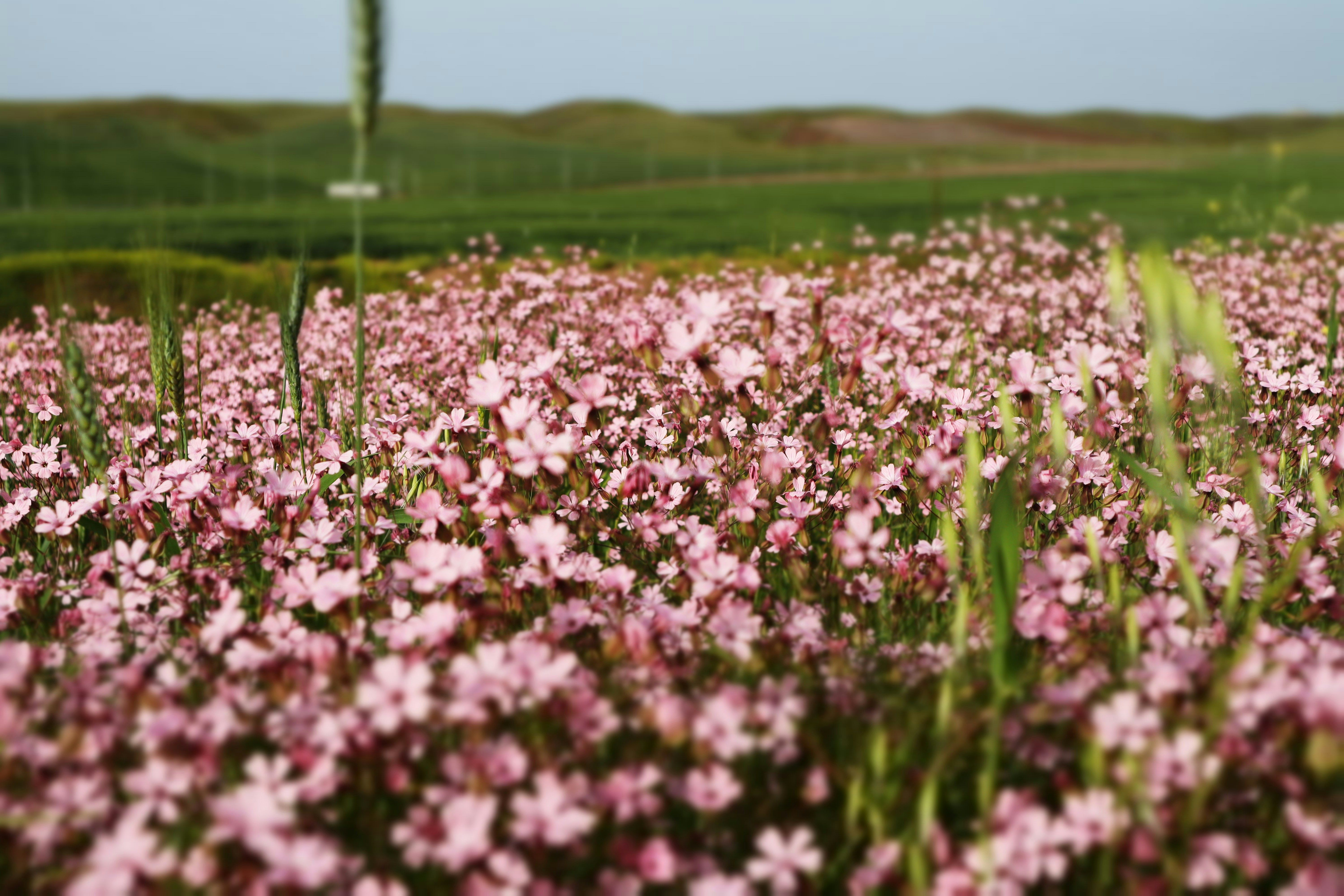 Image of Exploring the Enchanting Meadows of Kurdistan