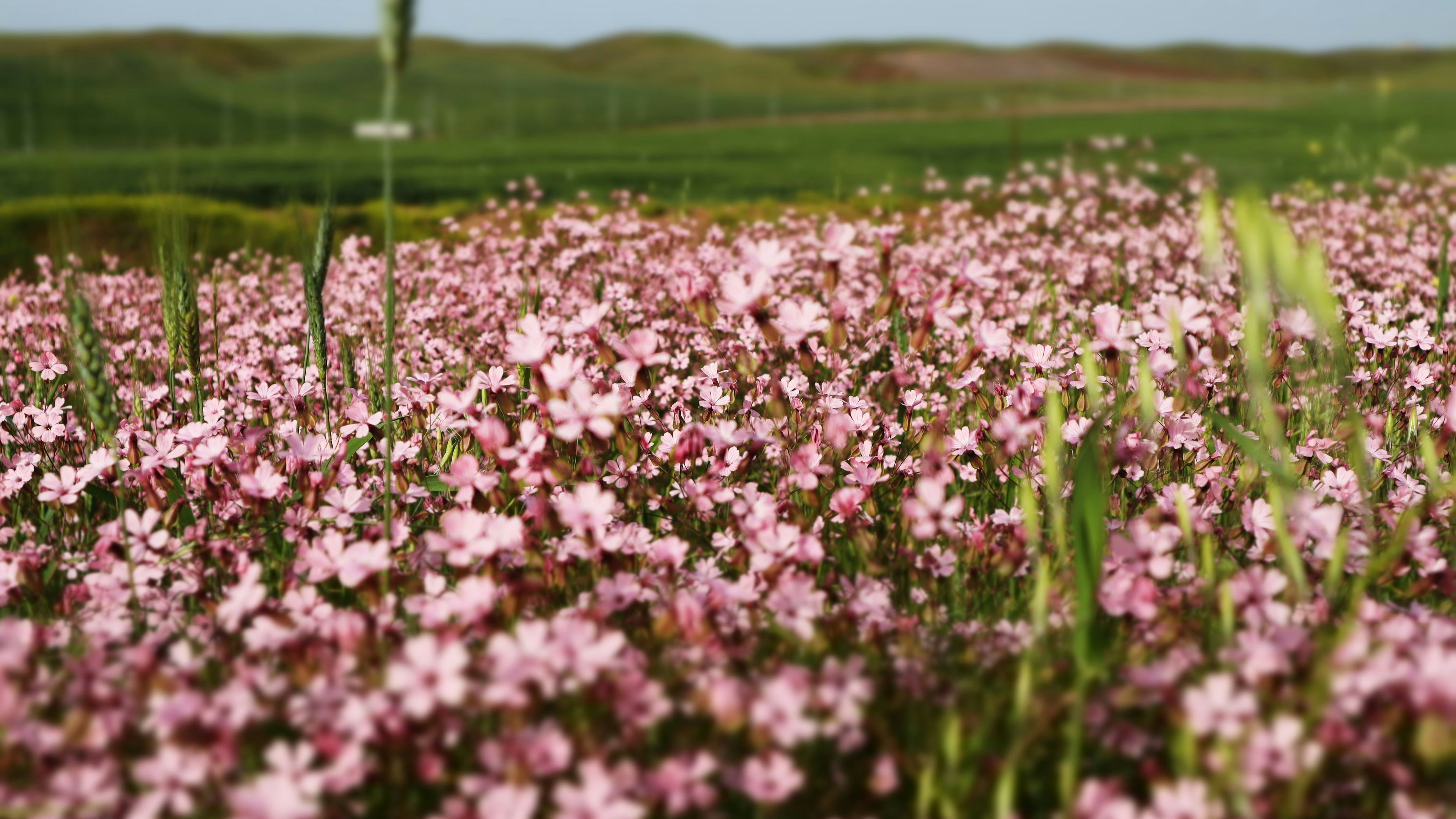 Image of Exploring the Enchanting Meadows of Kurdistan