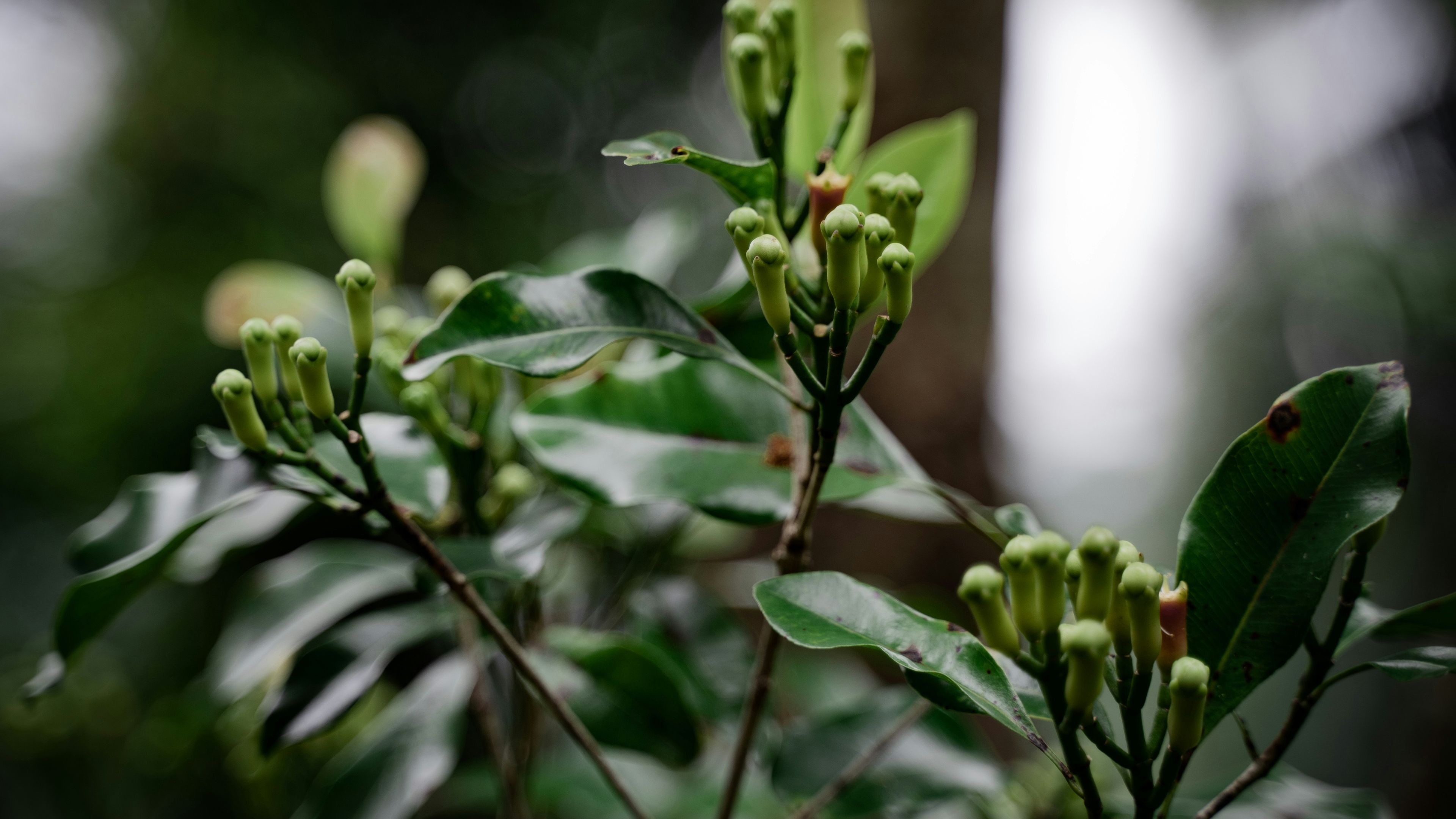 Image of Clove