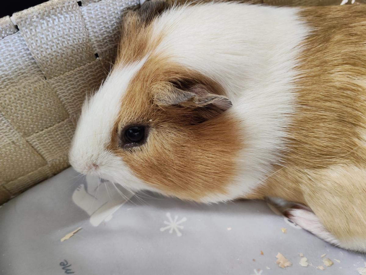 かごの中の茶白のモルモット