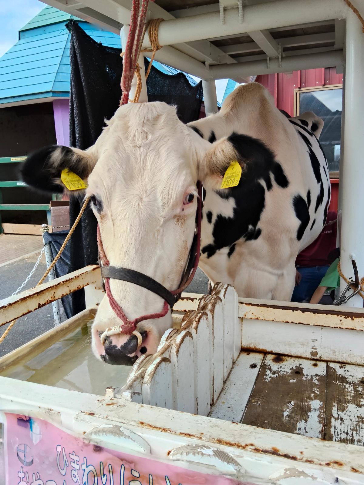 水を飲む乳牛と「ひまわりしぼり」の看板