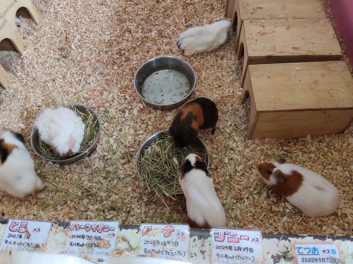 名前札が並ぶモルモットの飼育エリア