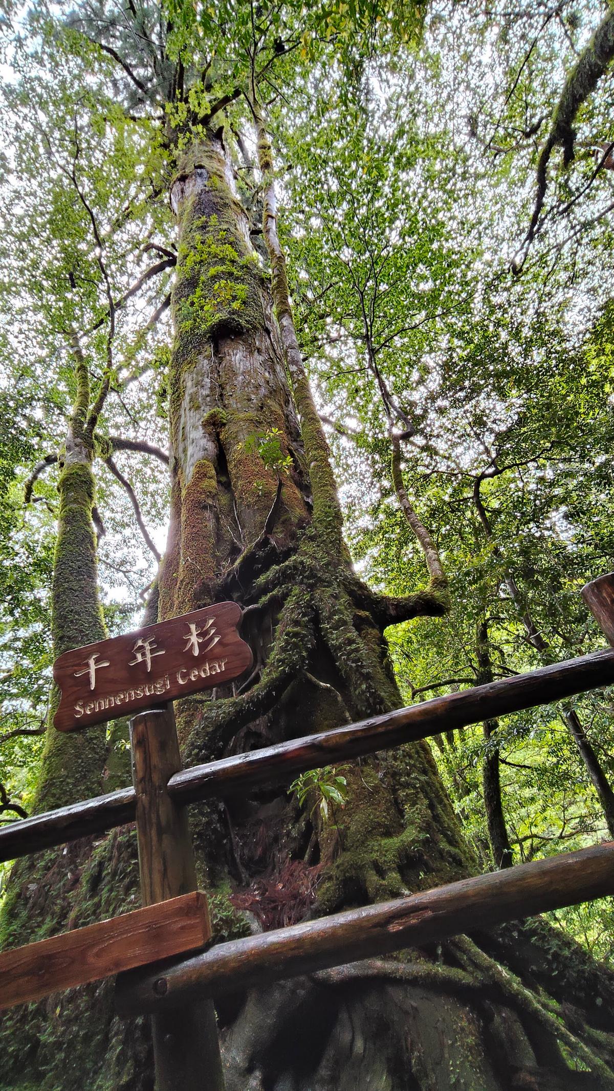 見上げるほど高くそびえる「千年杉」