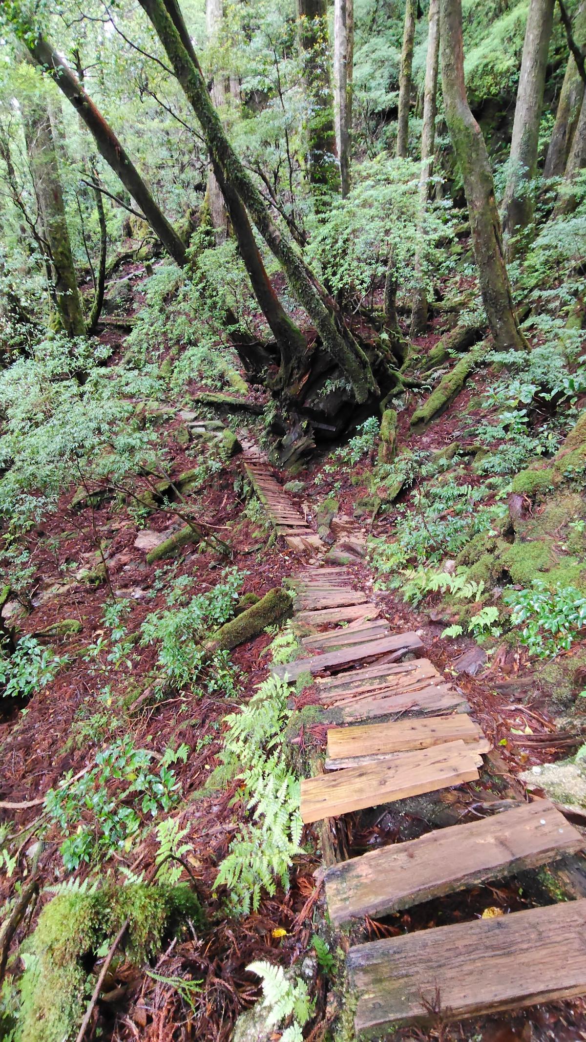 杉の根と苔のあいだを抜ける木道