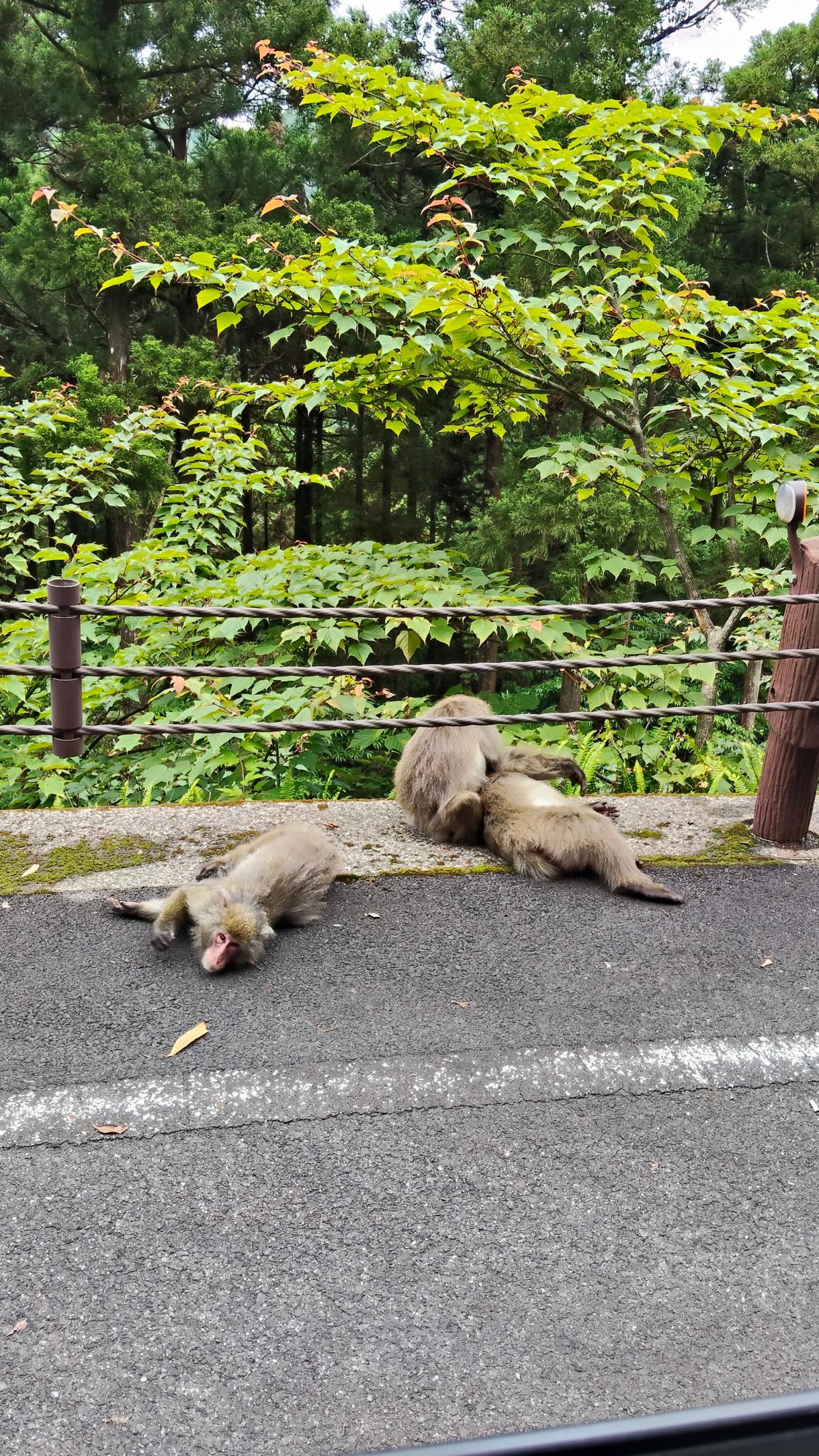 林道の路上でくつろぐ野生のヤクザル