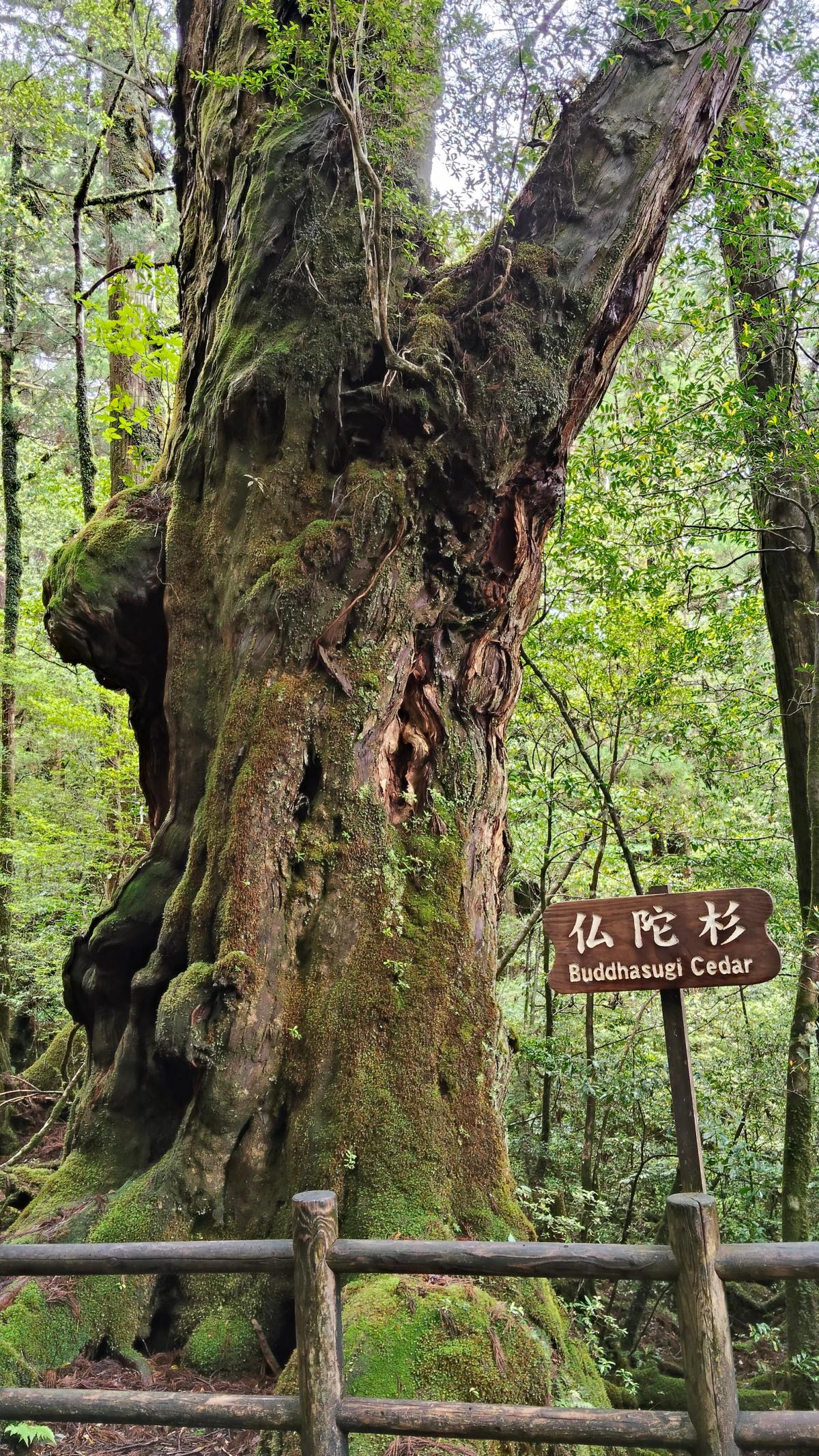 うねる幹が圧巻の「仏陀杉」