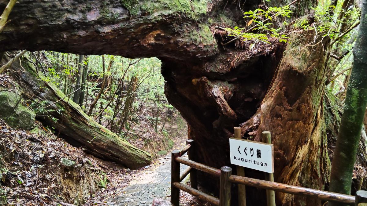 倒木がアーチをつくる「くぐり栂」