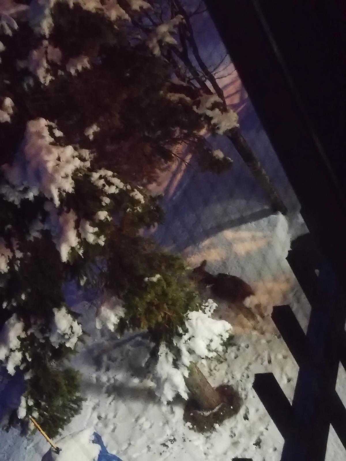 夜明け前の丸駒温泉の客室