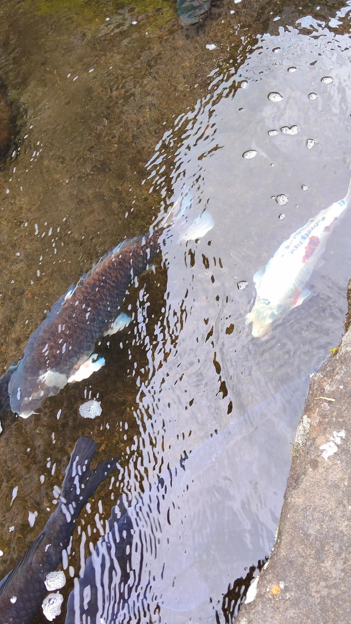 いがわこみちの水路を泳ぐ鯉