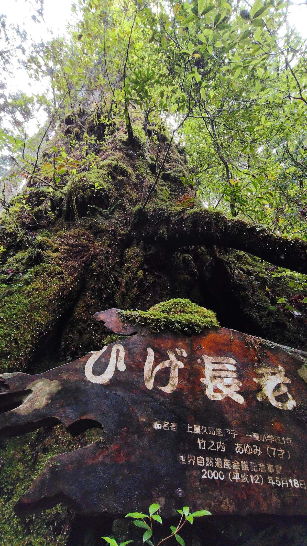 「ひげ長老」と名づけられた苔むす巨木