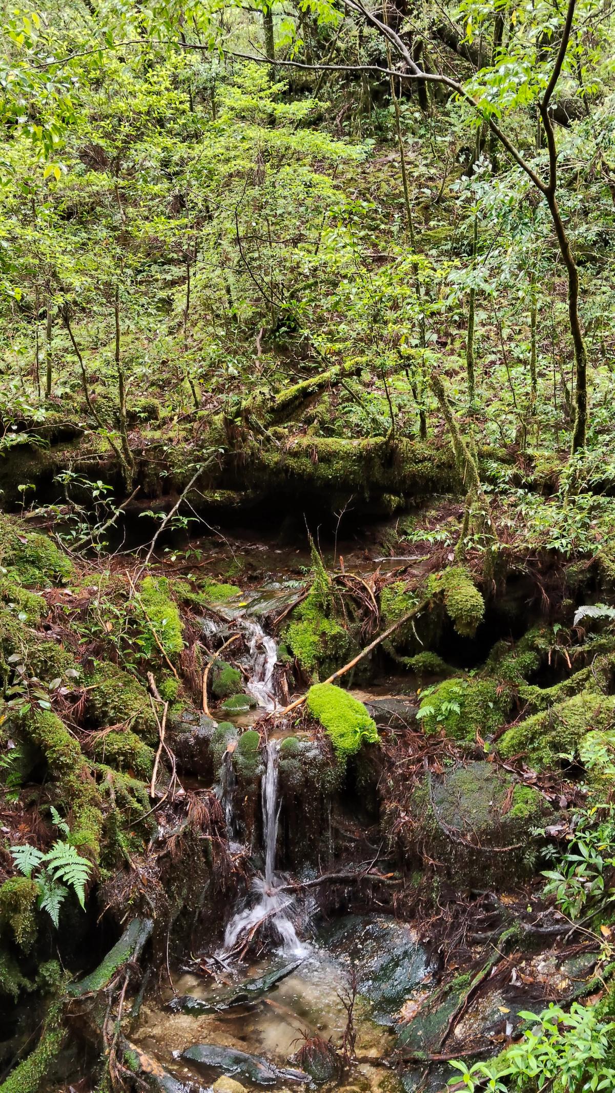 苔の岩を伝って落ちる小さな滝