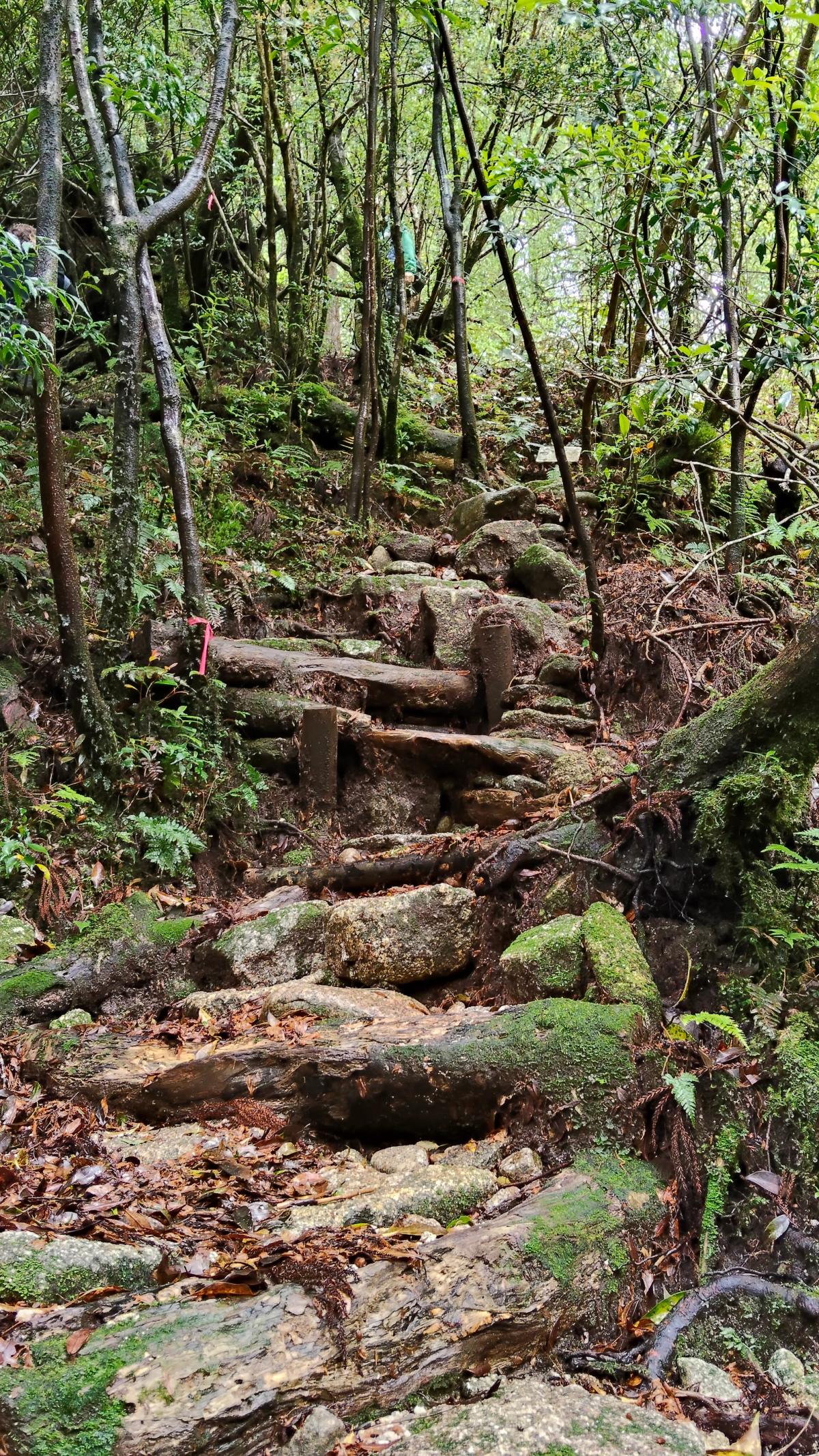 木の根と岩が入り組む、本格的な登山道