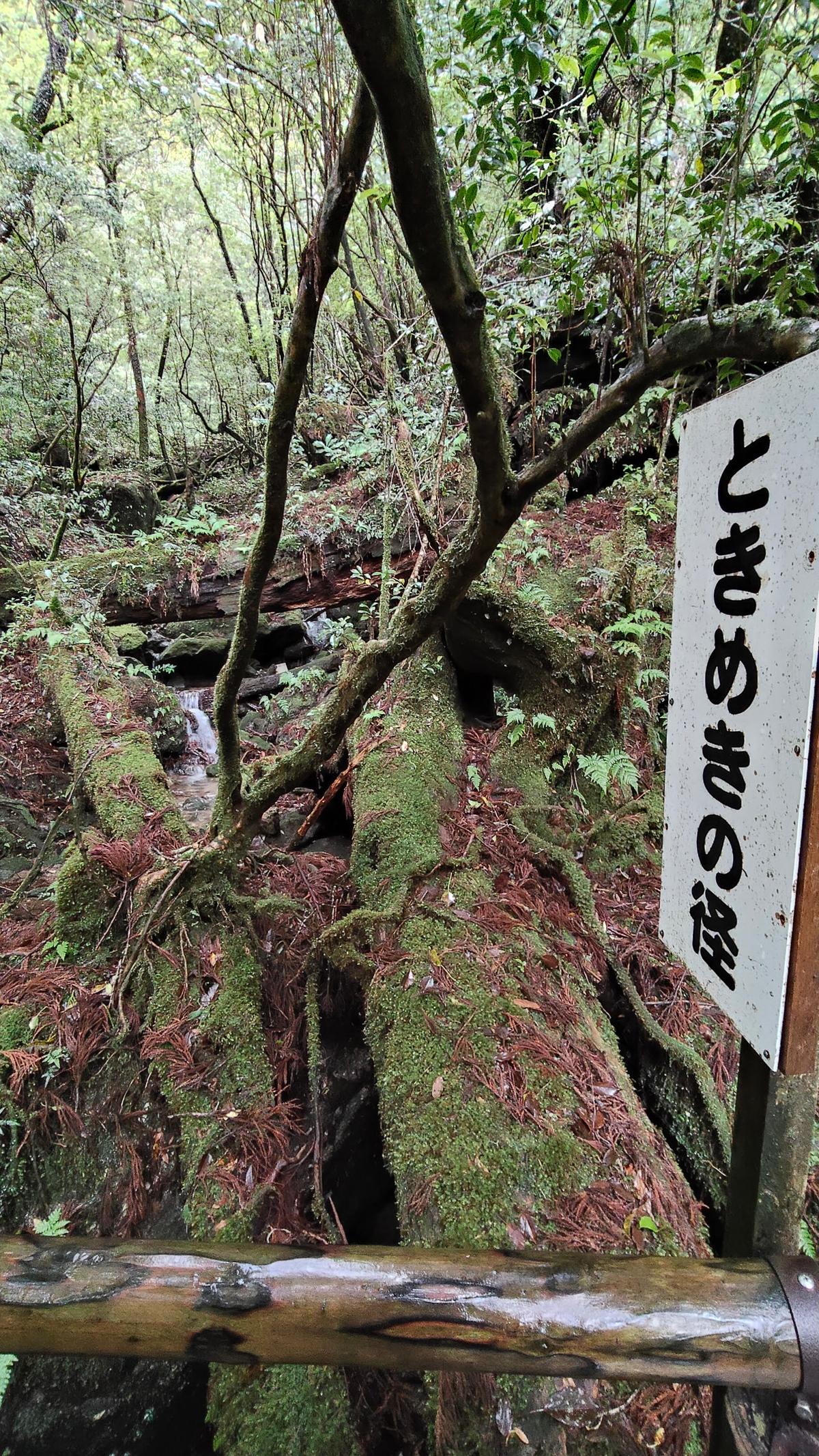 苔むした倒木と渓流が続く「ときめきの径」