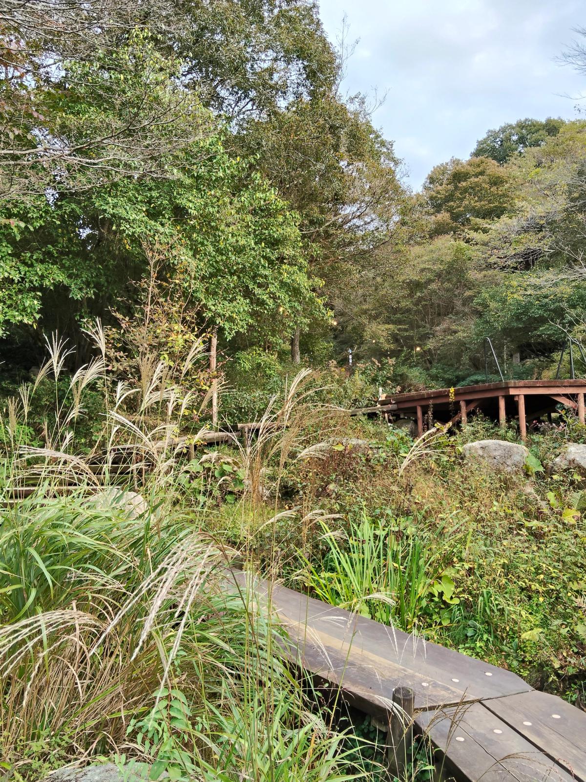ミュージアムのすすき揺れる里山庭園