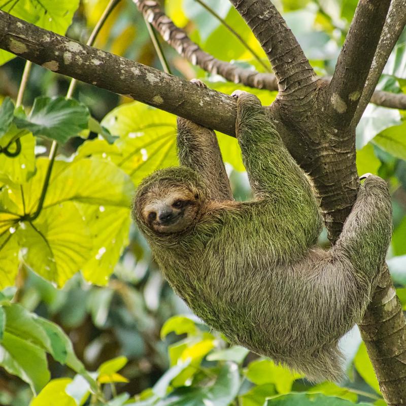 Three-toed sloth in the rainforest canopy during a sloth tour in Bijagua, Costa Rica
