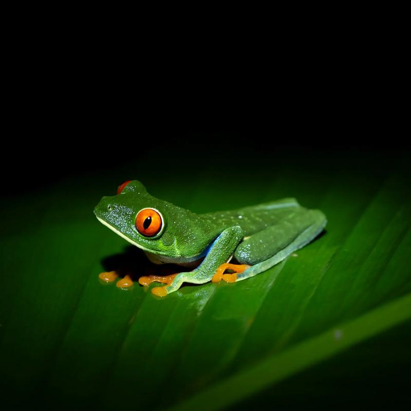 Red-eyed tree frog spotted during a night frog tour in Bijagua, Costa Rica