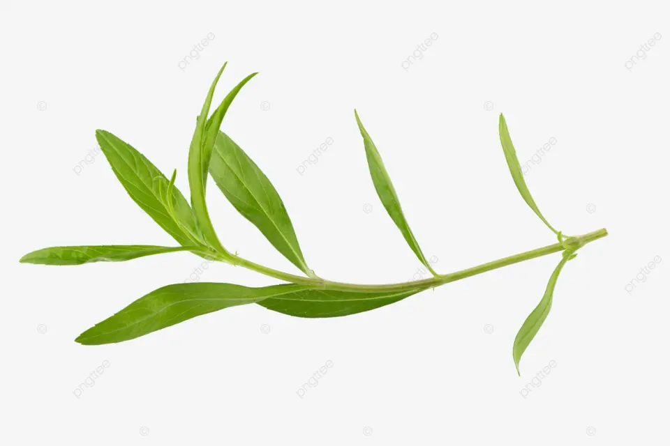 An image of tarragon leaves