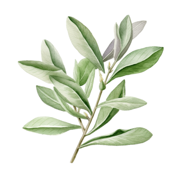 An image of sage leaves