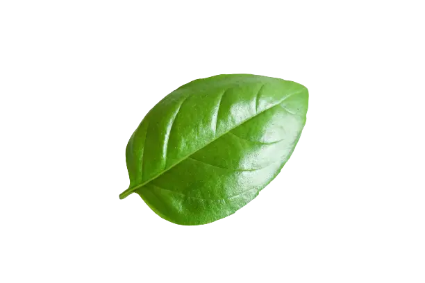 An image of a basil leaf