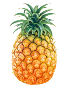 An image of a pineapple