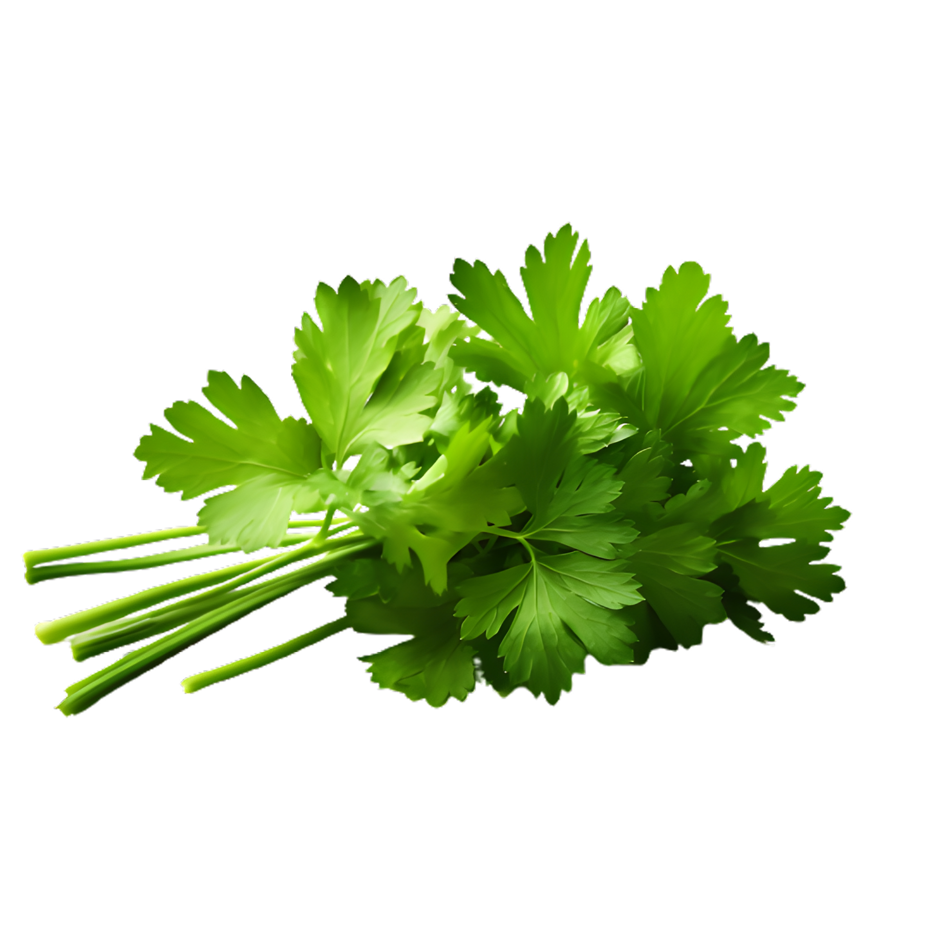 An image of parsley leaves