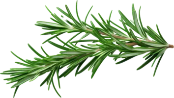 An image of rosemary leaves