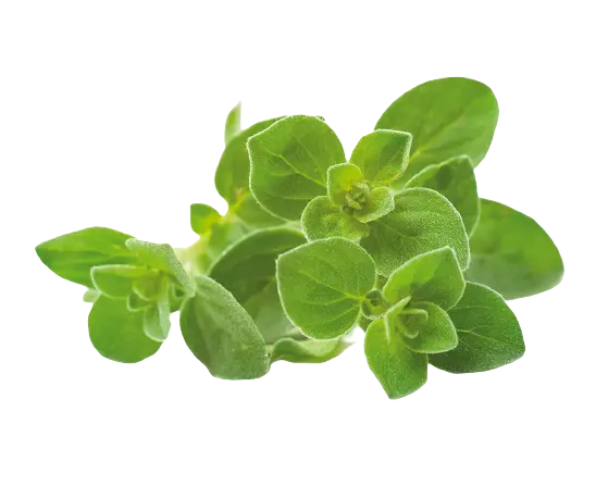 An image of oregano leaves