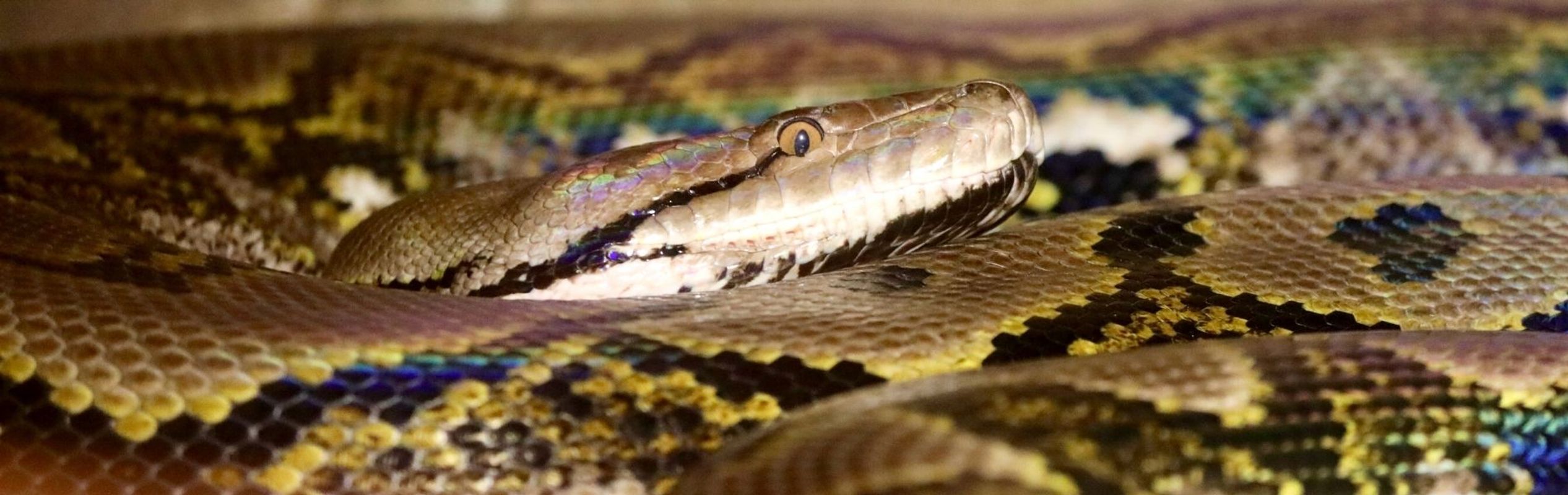 Australian Reptile Park Reticulated Python